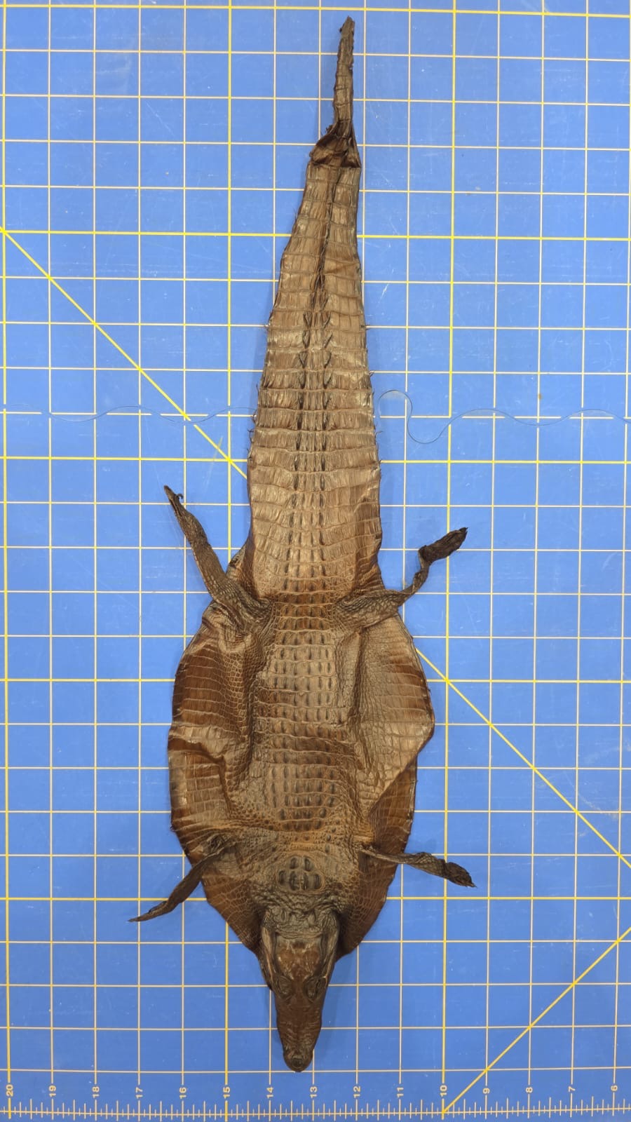 JVN3 - Dyed Alligator Skin Pelt Leather