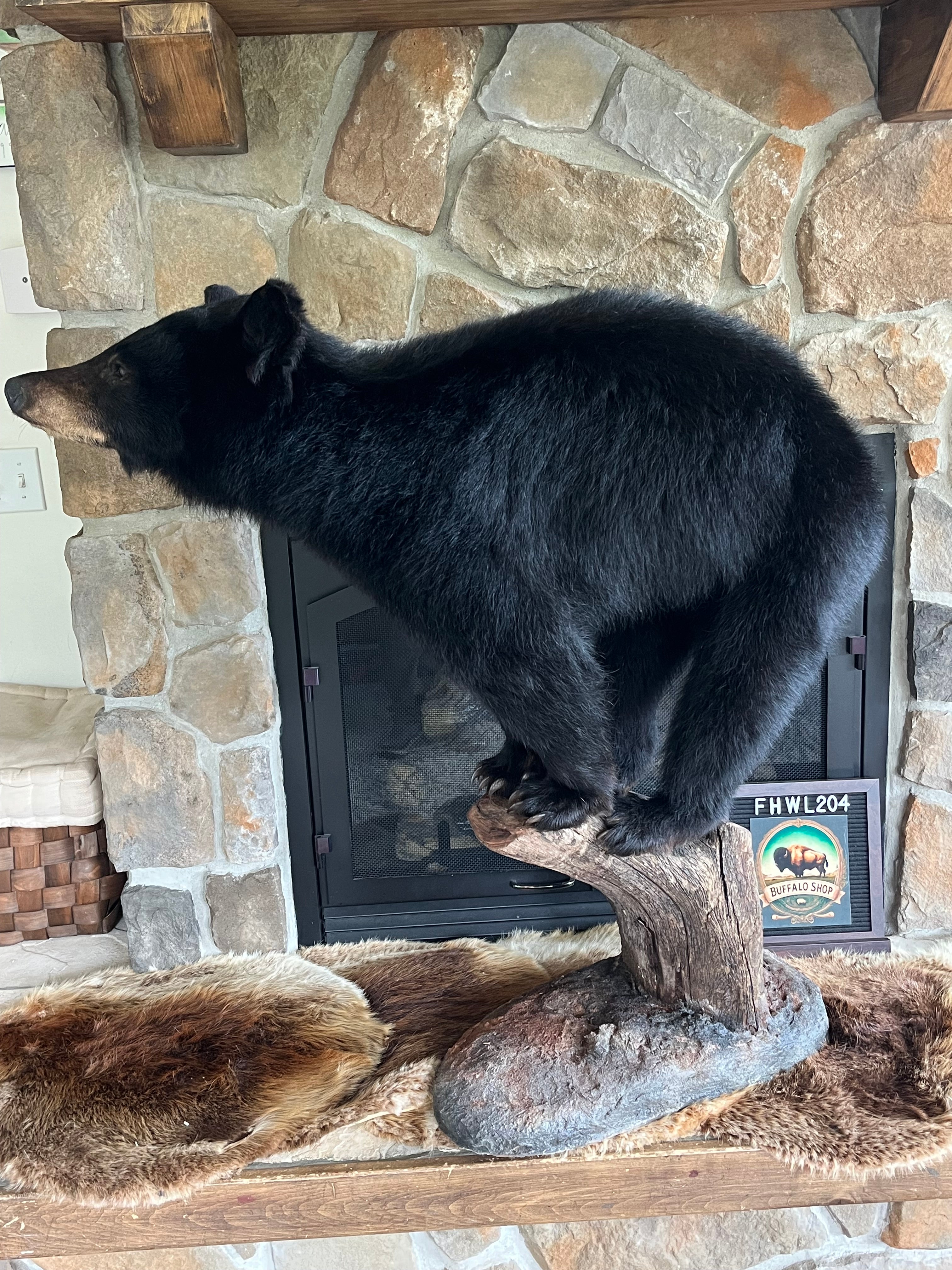 FHWL204 - Yearling Black Bear Cub Full Body taxidermy mount