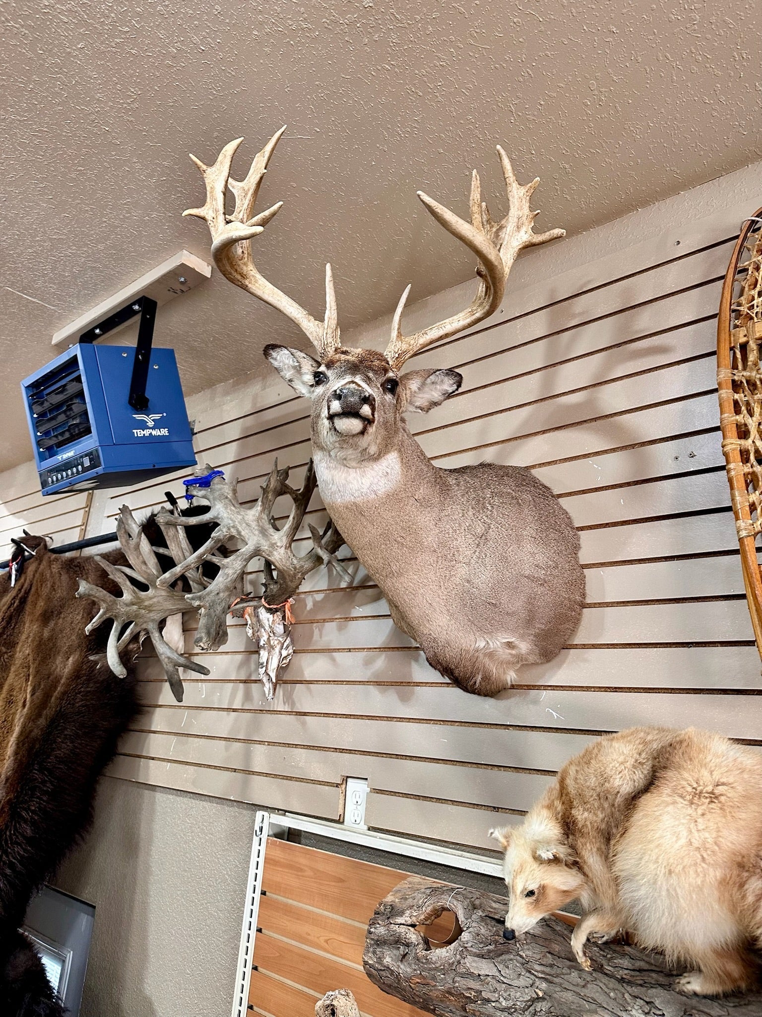FH195- four whitetail taxidermy mounts