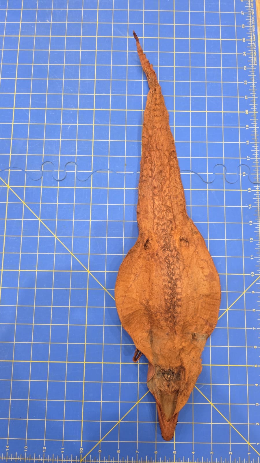 JVN5- Dyed Alligator Skin Pelt Leather