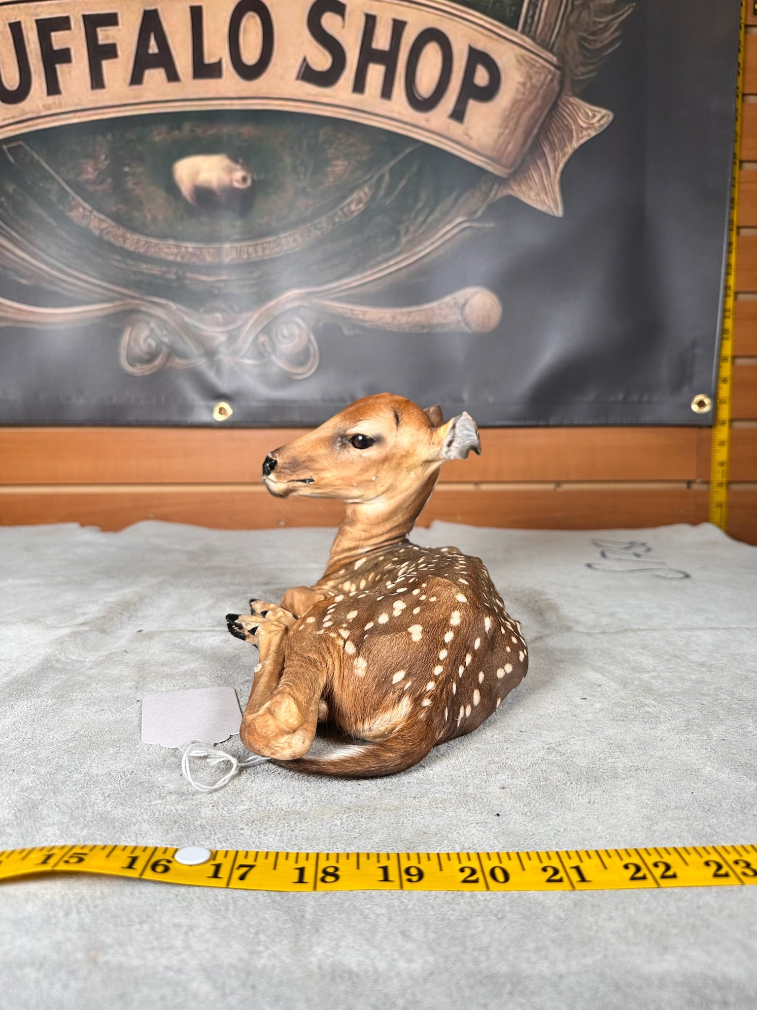 FHDEER7- Baby Deer Fawn tiny taxidermy mount