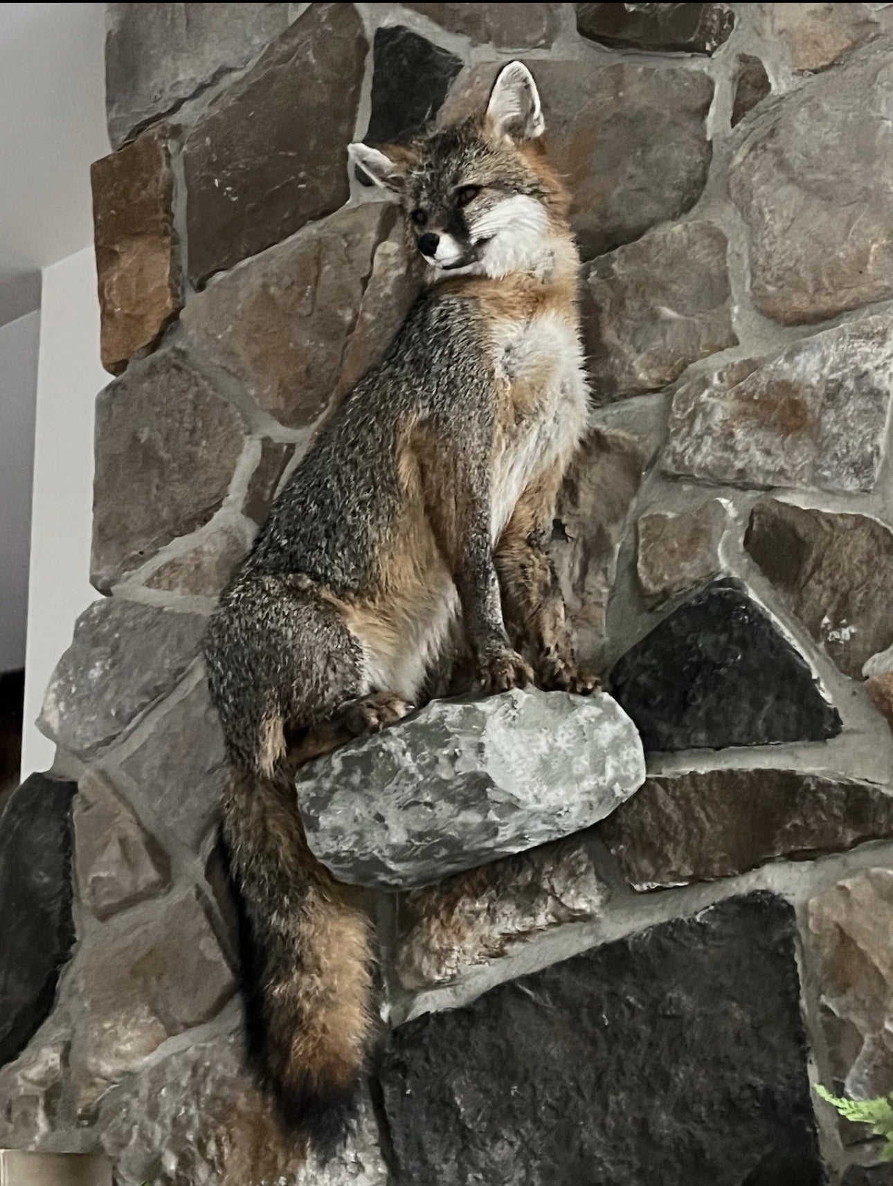 FHWA0901-Grey Fox Taxidermy Full Body Mount Cabin Camp Man Cave