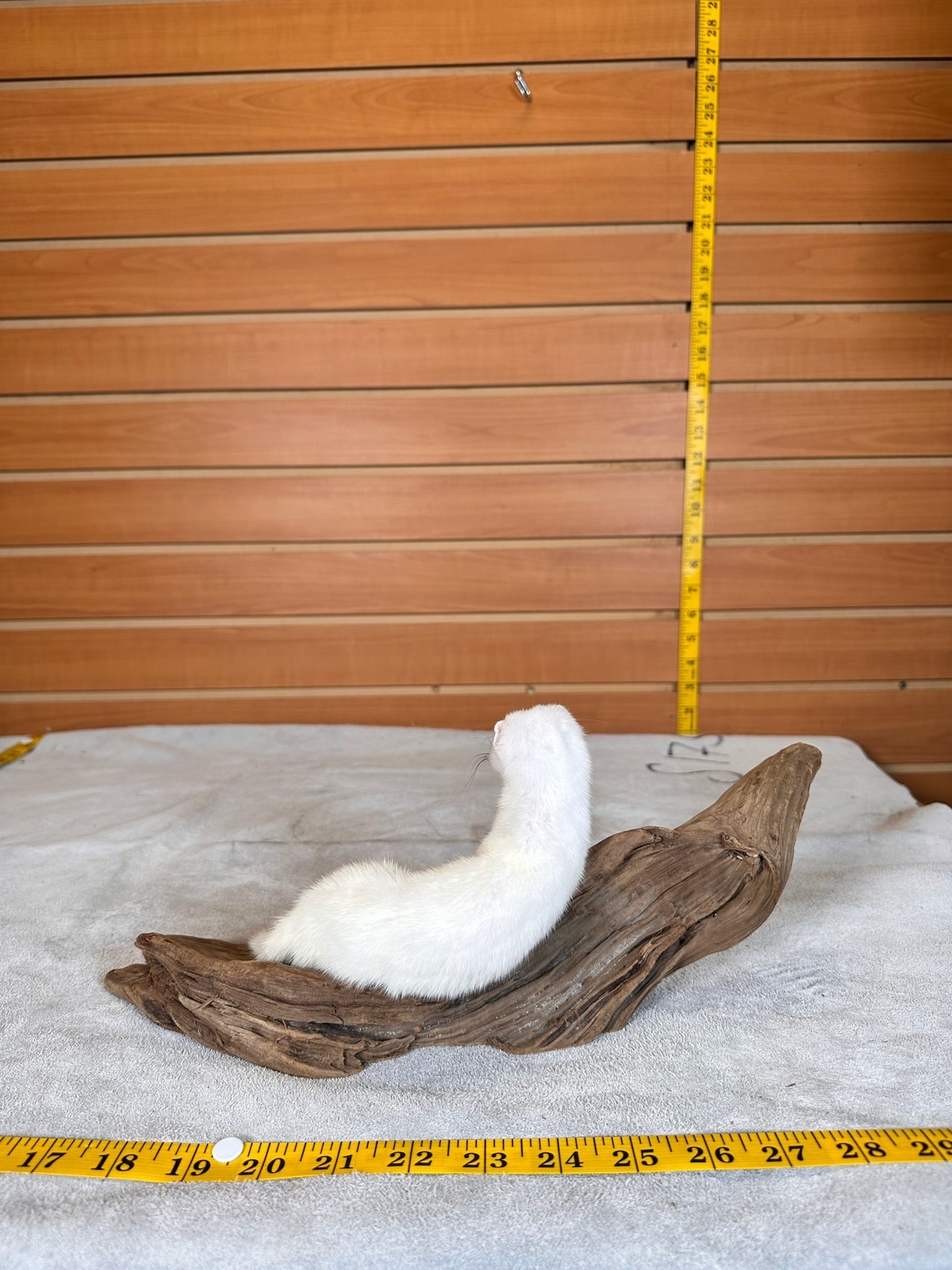 FHWEAS31 - Beautiful Adorable Weasel Ermine Small Animal Taxidermy
