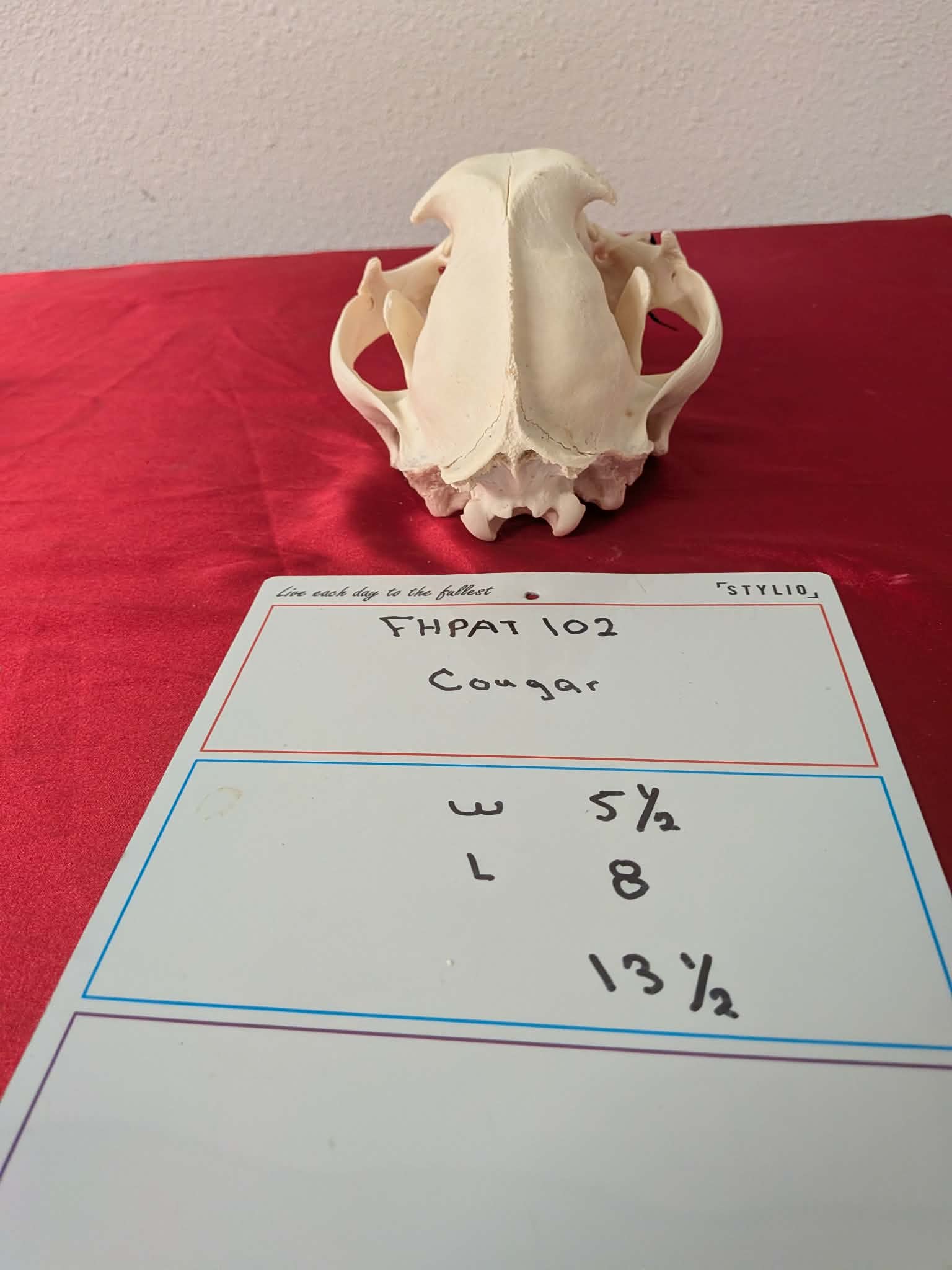 FHPAT102 - real Cougar Skull professionally cleaned