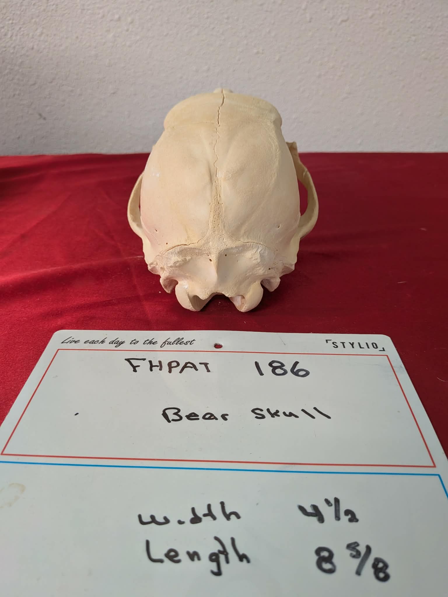 FHPAT186 -professionally cleaned black bear skull