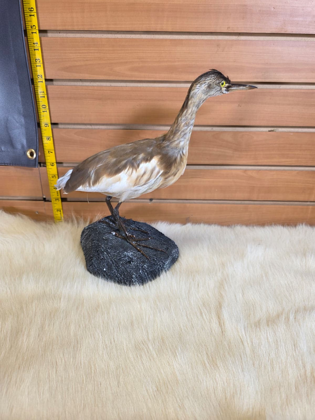 JF1 - Squacco Heron taxidermy mount
