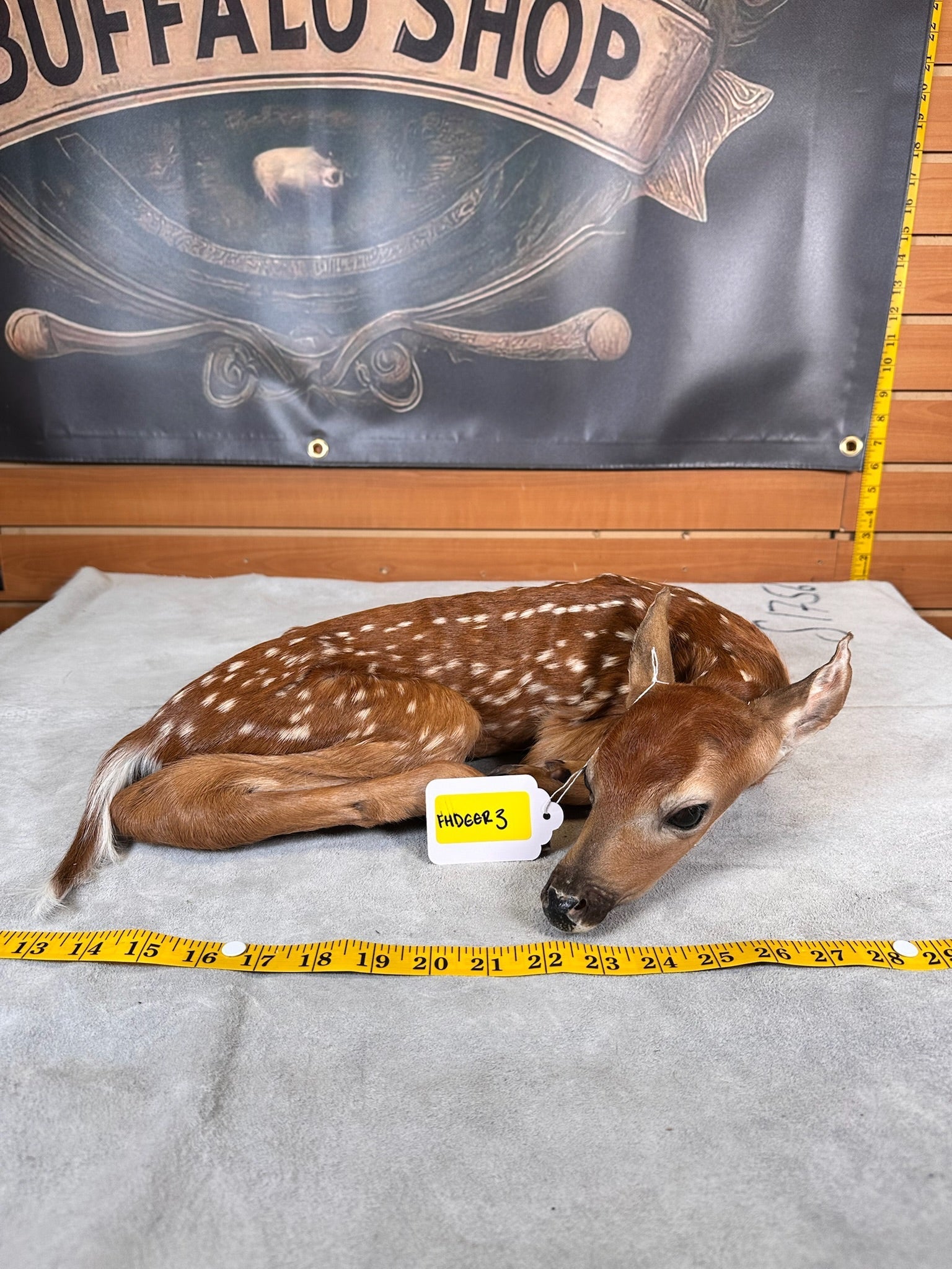 FHDEER3- Baby Deer Fawn tiny taxidermy mount