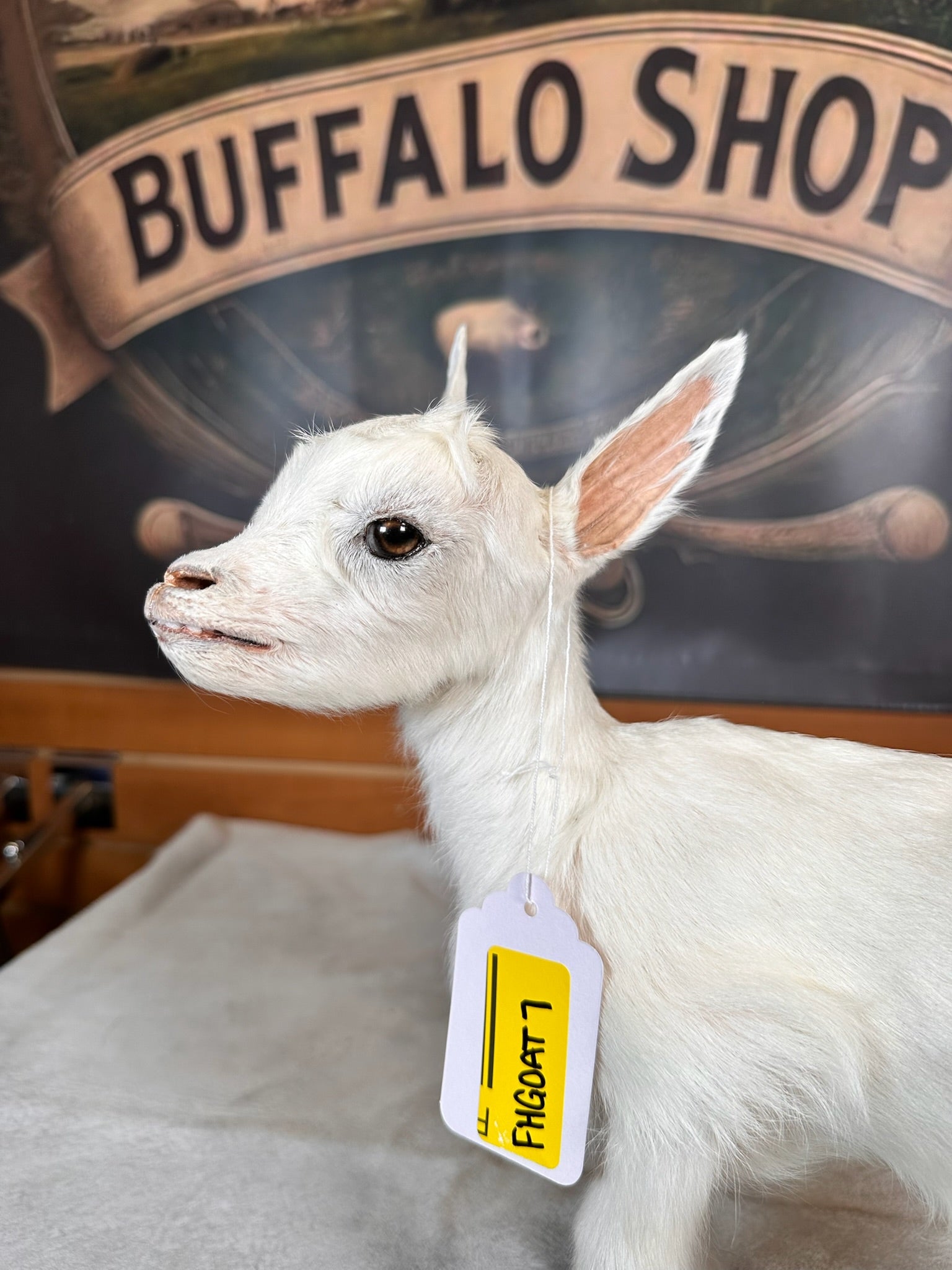 FHGOAT7- Baby goat tiny taxidermy mount free standing