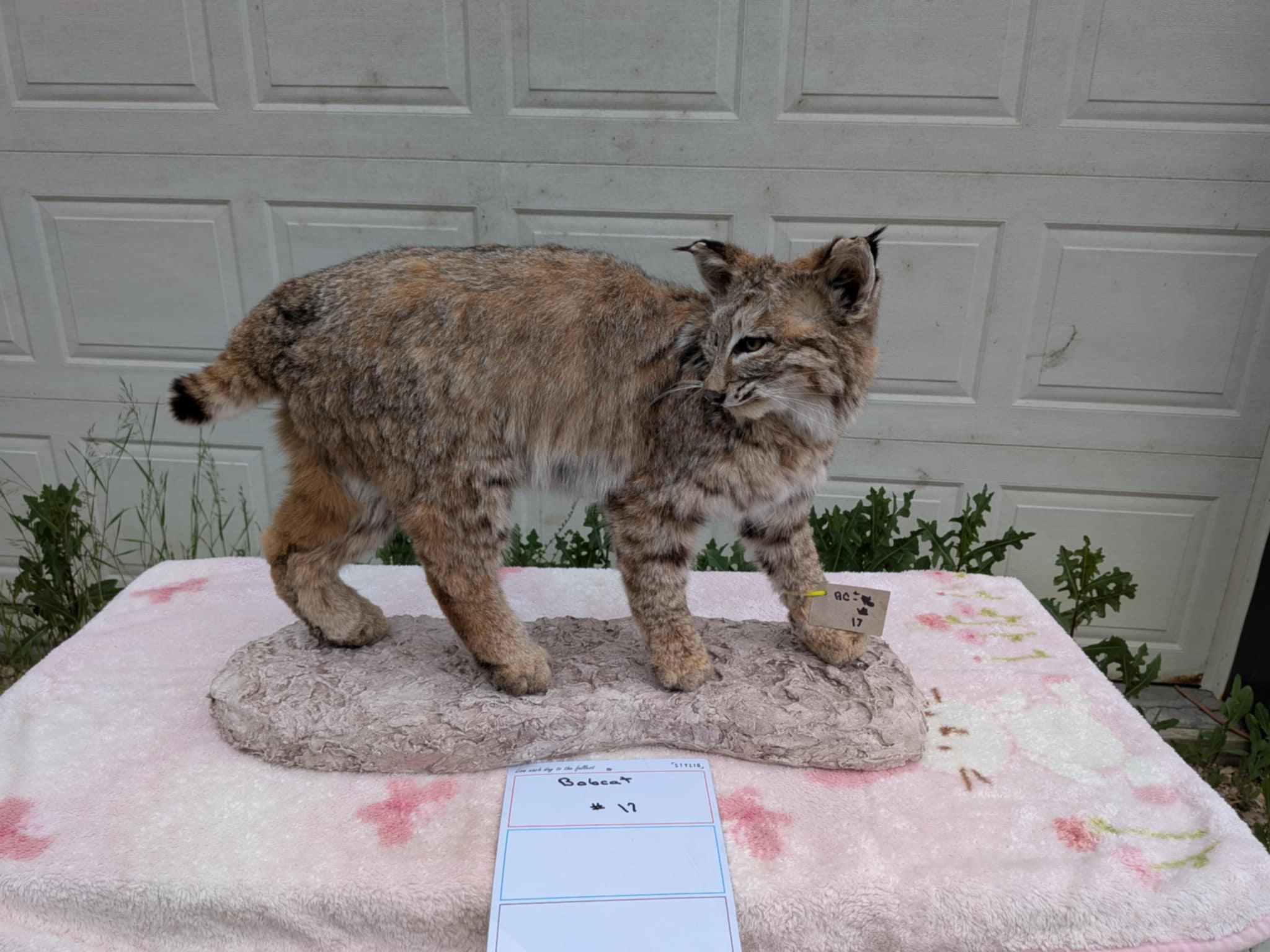 FHPAT21-BOBCAT TAXIDERMY Mount (Lynx rufus)