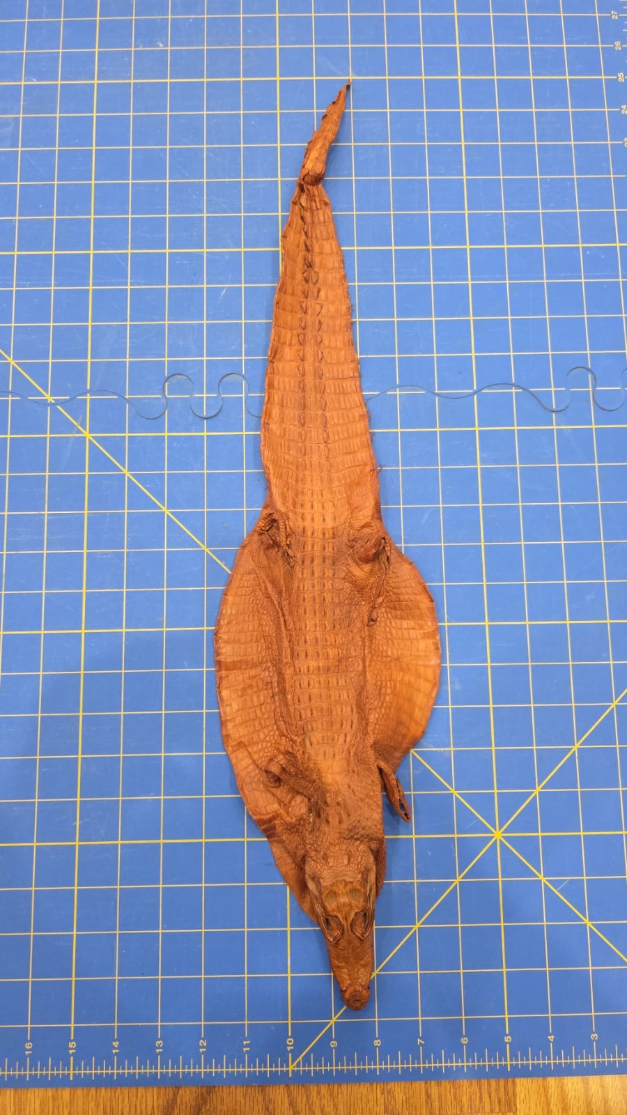 JVN5- Dyed Alligator Skin Pelt Leather