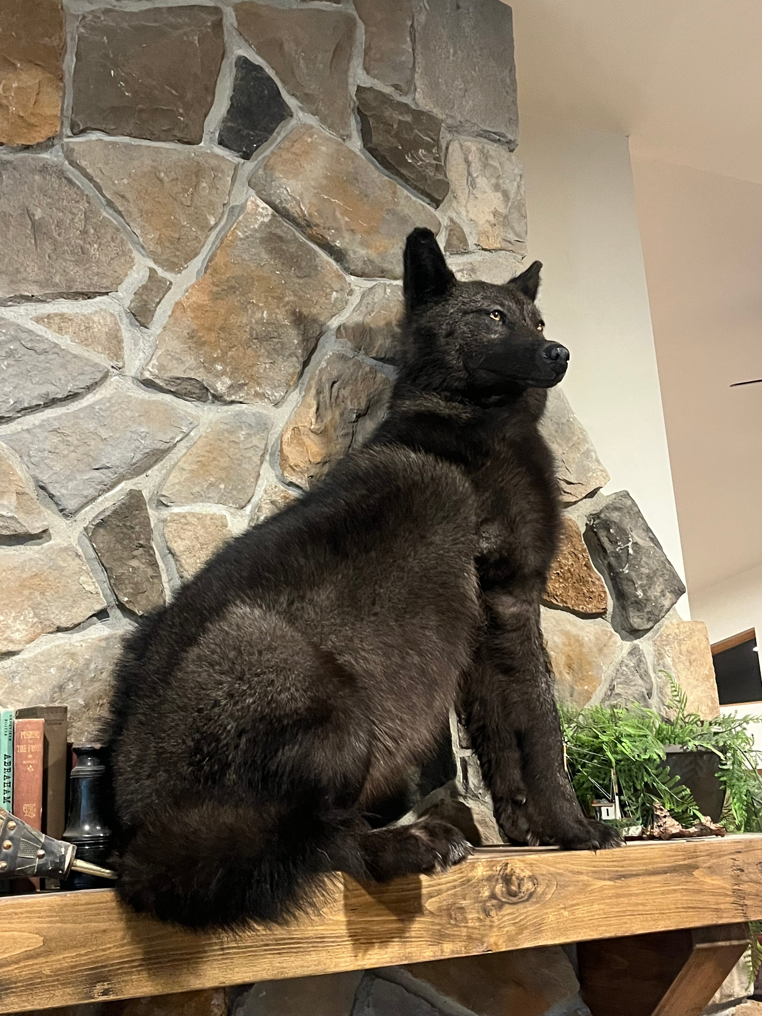 FHWL16 - Black Alaskan wolf Taxidermy mount