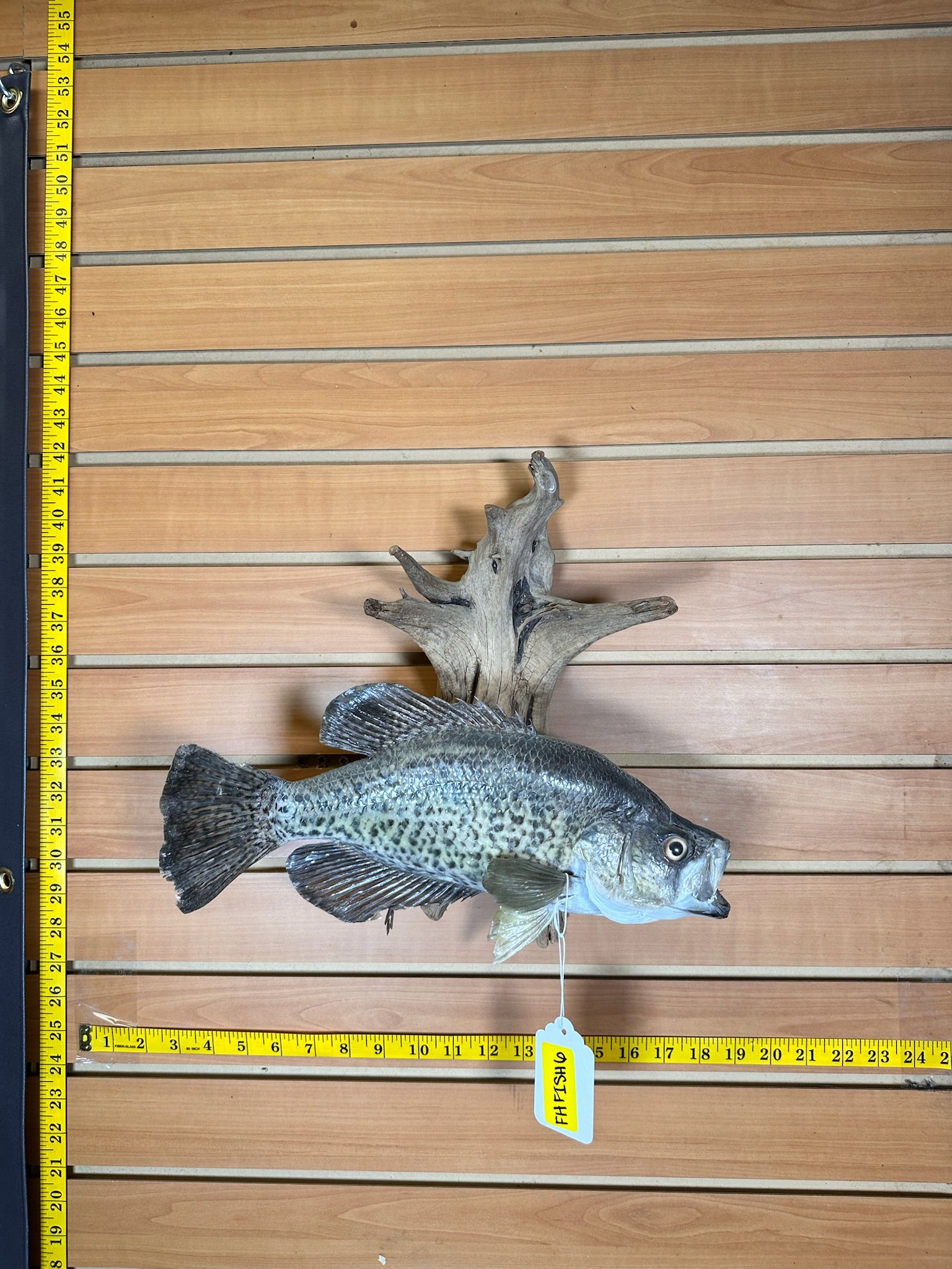 FHFISH6- Crappie taxidermy mount