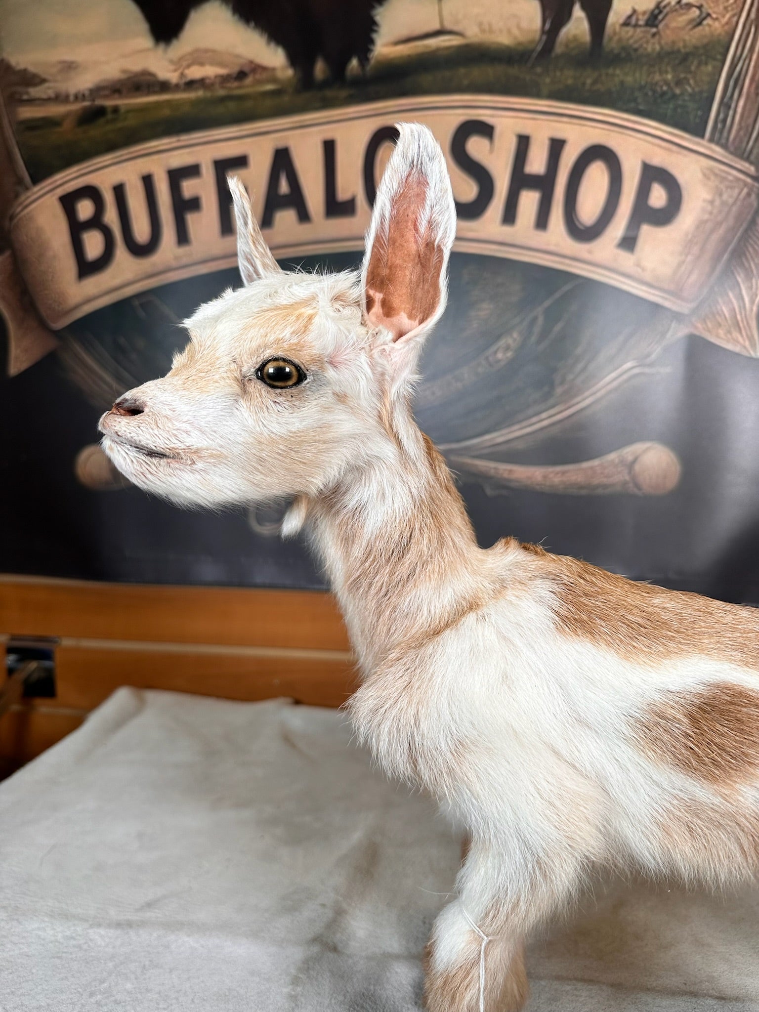FHGOAT5- Baby goat tiny taxidermy mount free standing