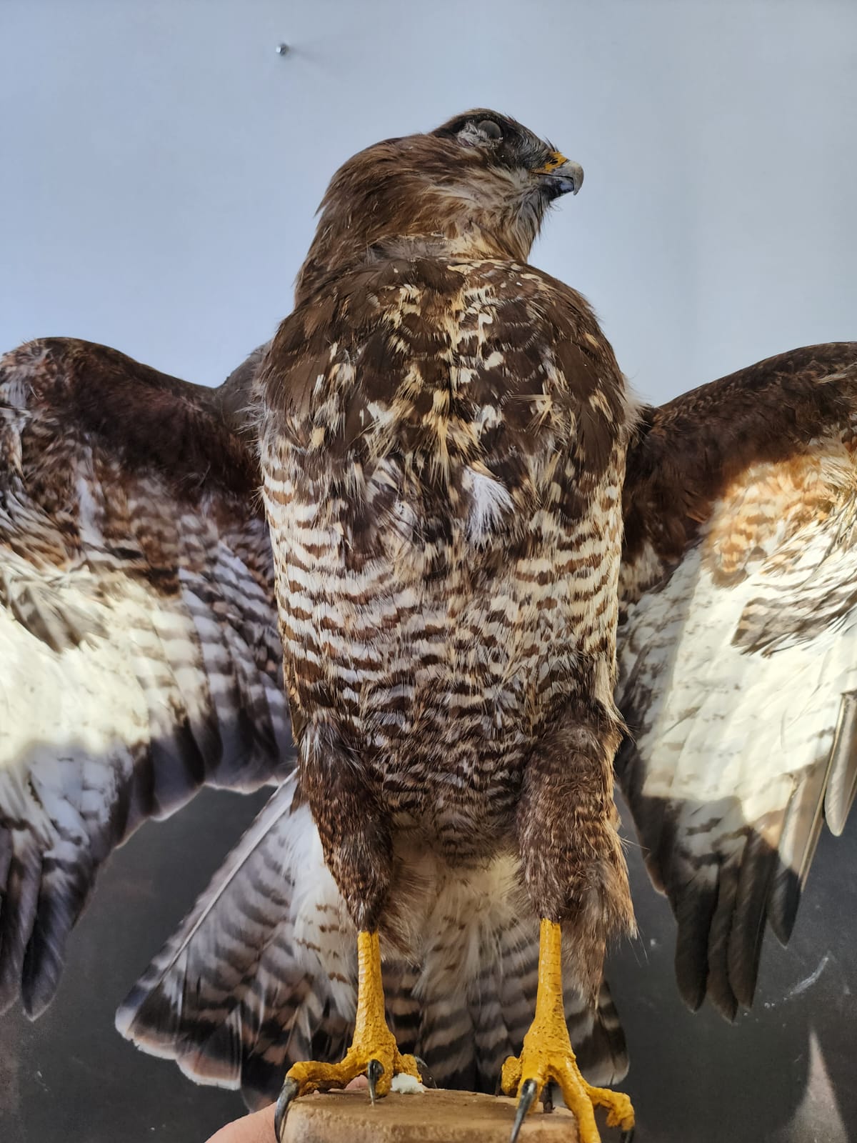 FHBB1 - Buteo Buteo taxidermy mount