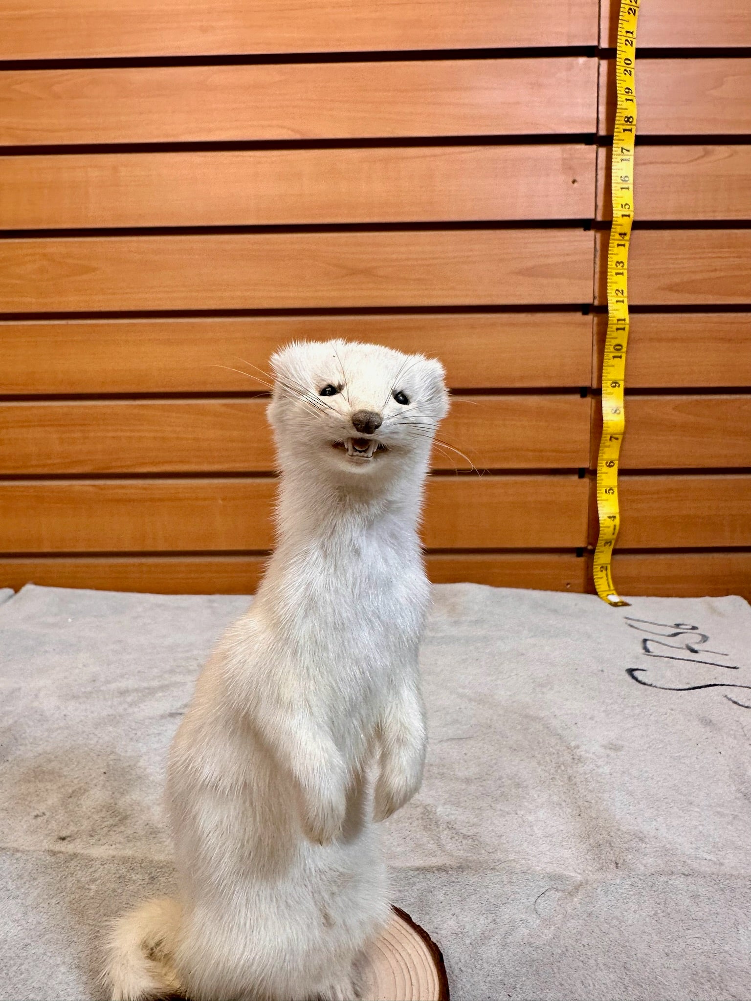 FHWEAS19- Beautiful Adorable Weasel Ermine Small Animal Taxidermy