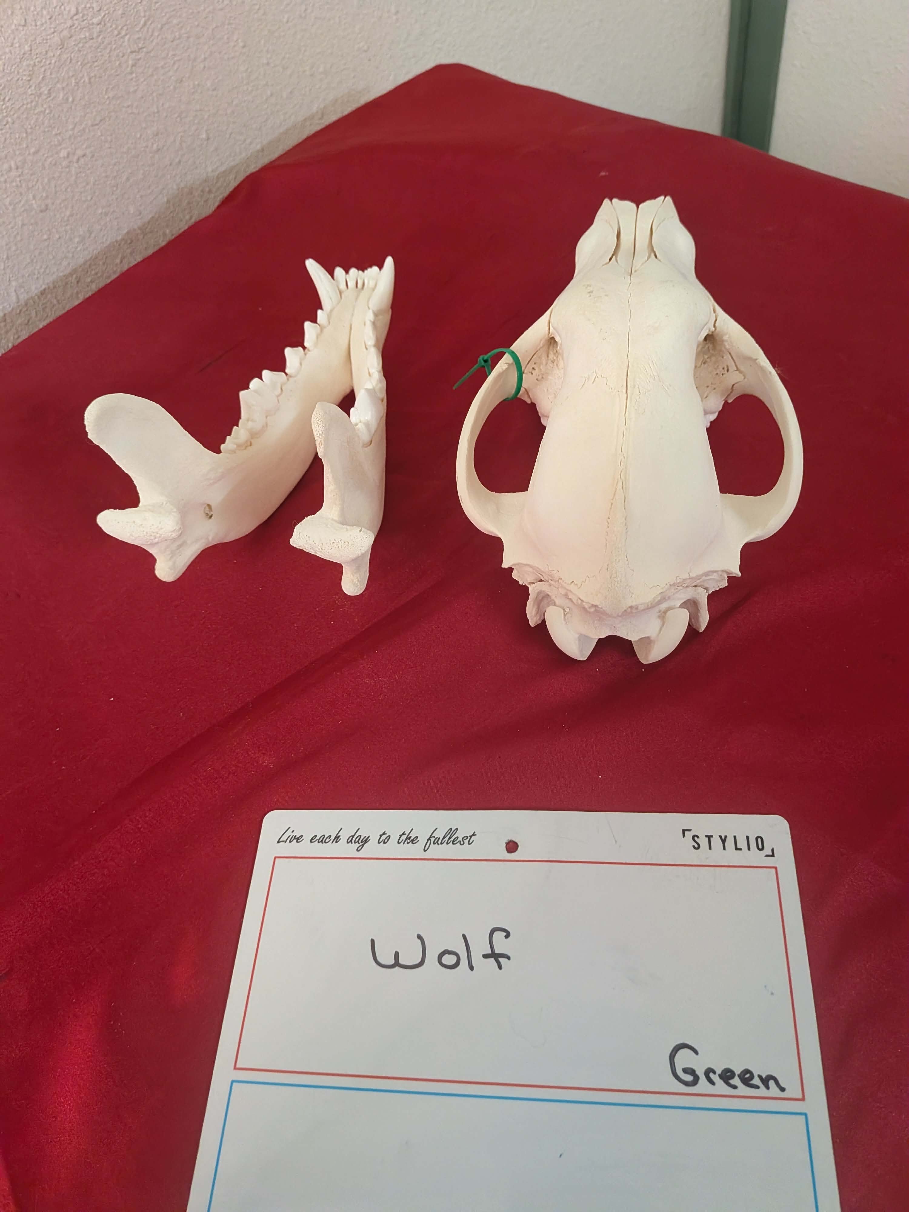 FHPAT1132 - Wolf Skull Perfect Teeth