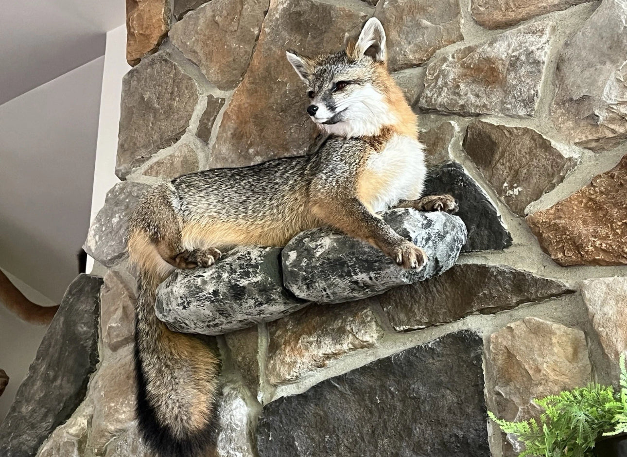 FHWA0624-Grey Fox Taxidermy Full Body Mount Cabin Camp Man Cave