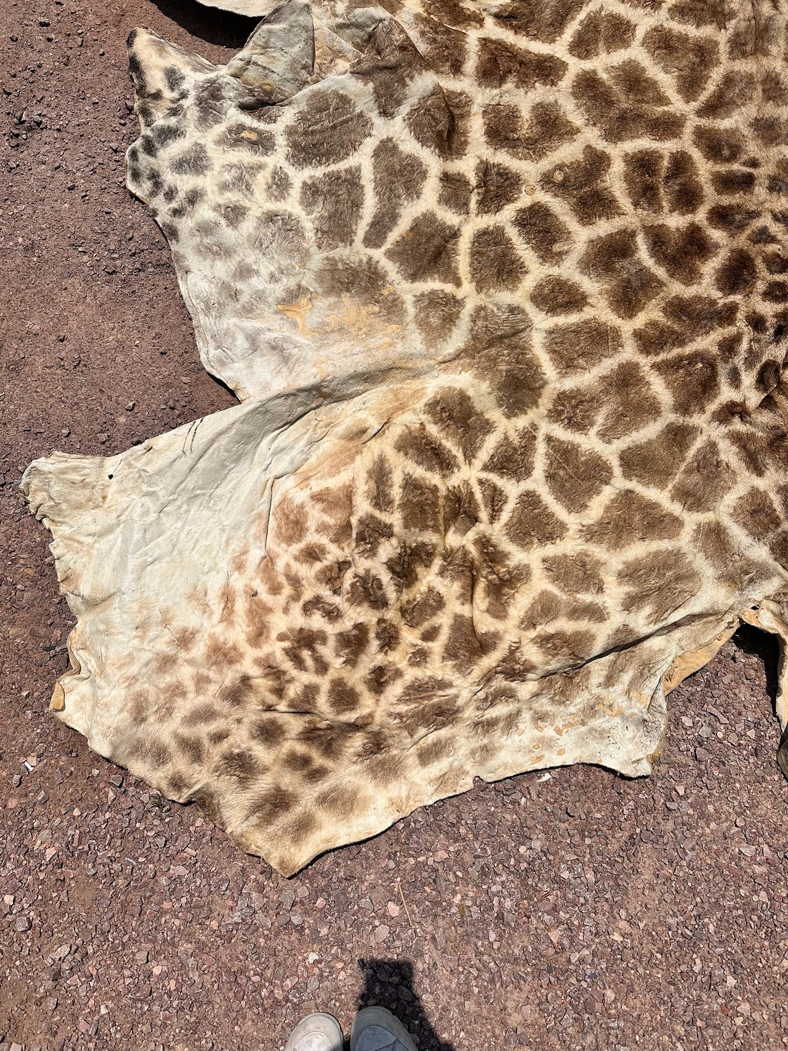 FHGIRAF1- Big Giraffe Tanned Skin Taxidermy