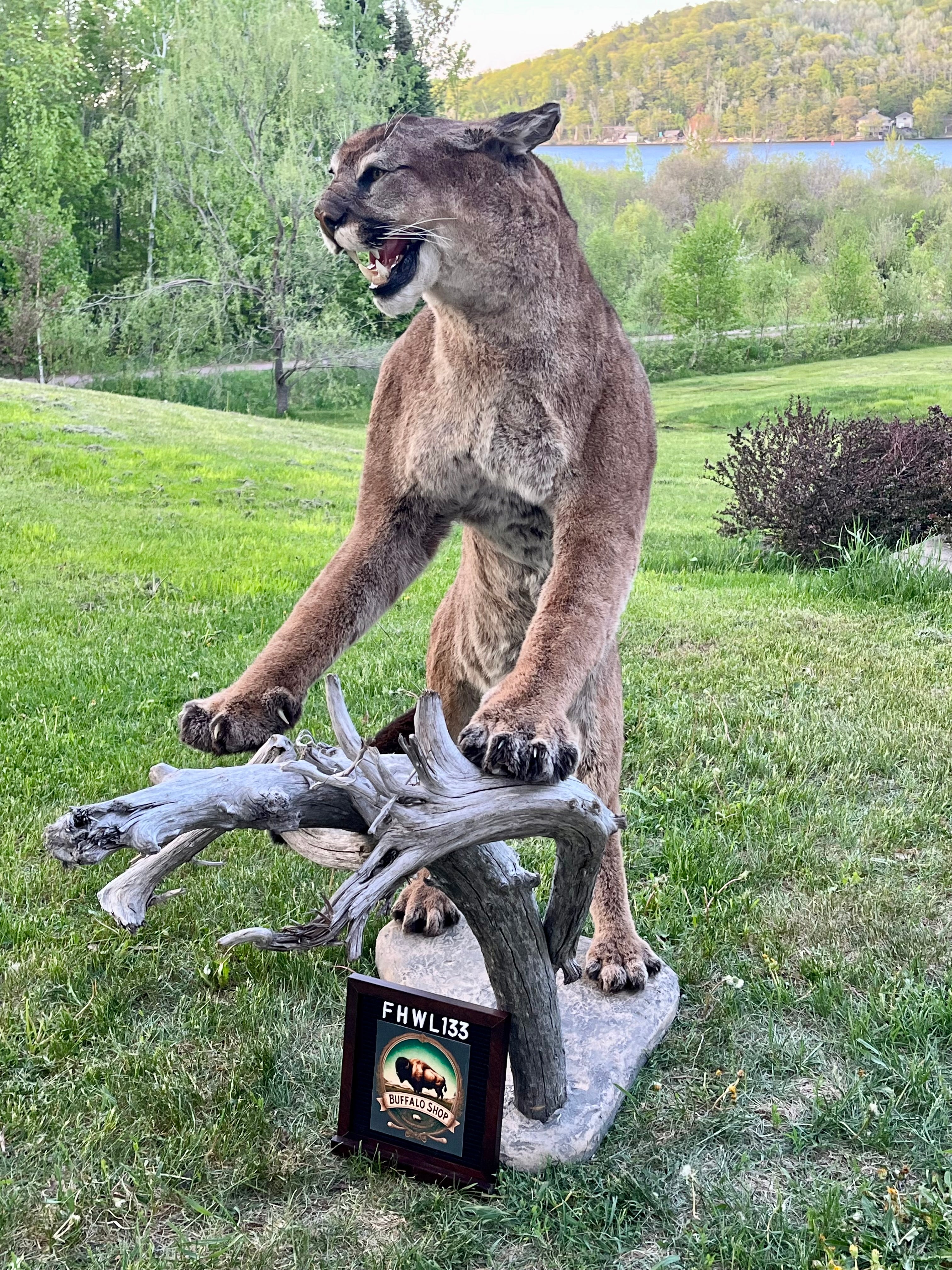 FHWL133 - massive Cougar aggressive Lifesize Taxidermy Mount