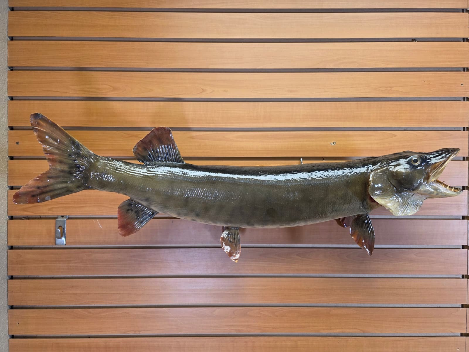 JF4 - 37" Northern real skin taxidermy fish