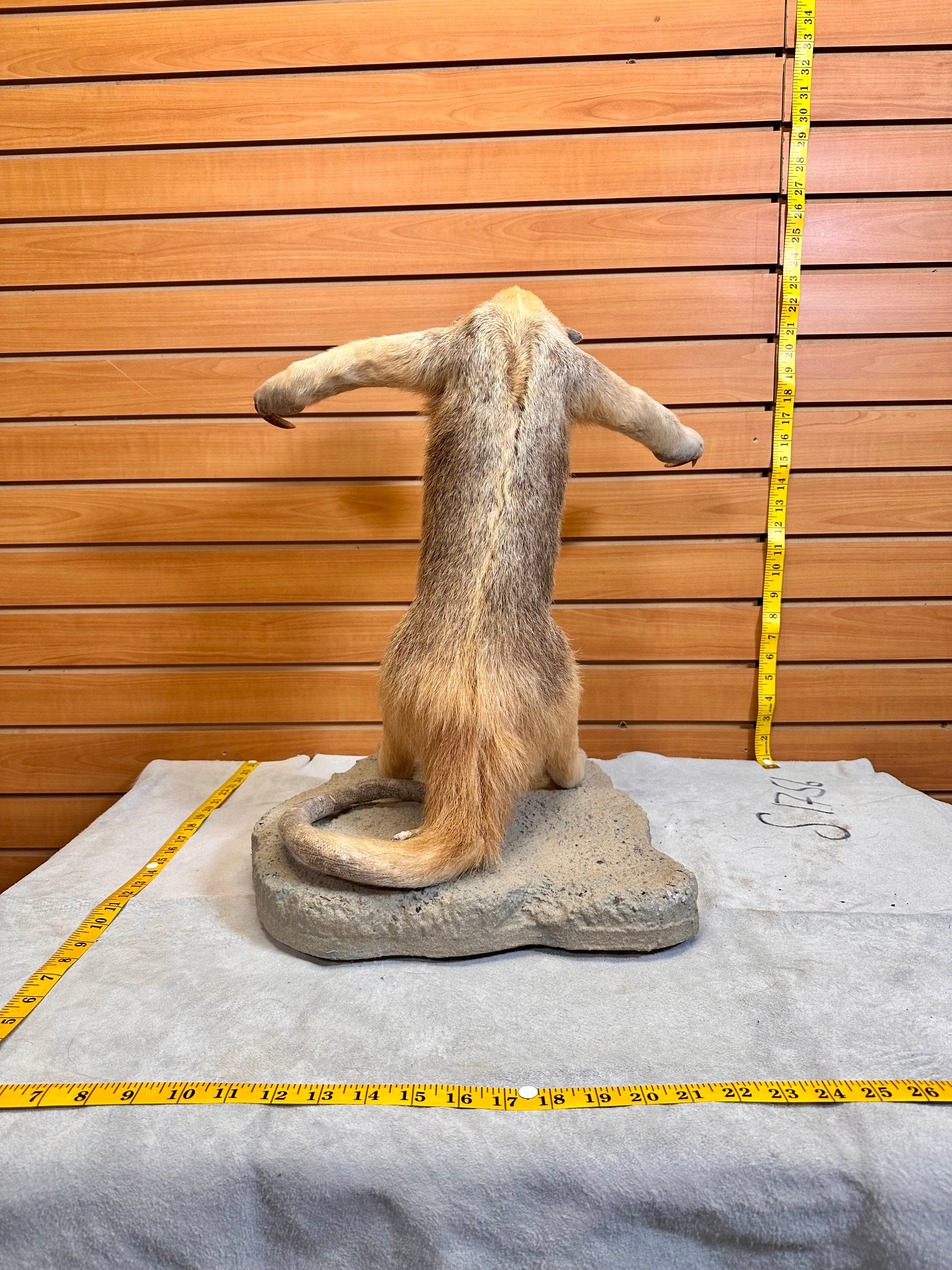 FHPAT7392-Tamandua / Ant Eater Full Body Mount Taxidermy