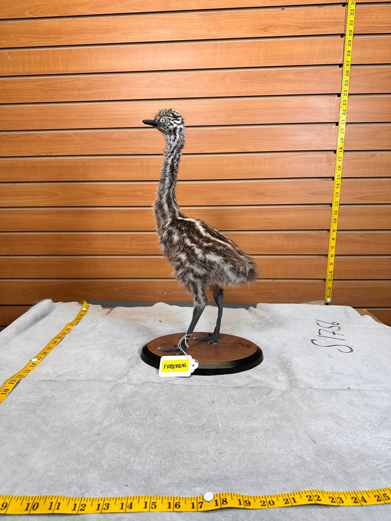 FHBIRD10- Emu bird taxidermy mount