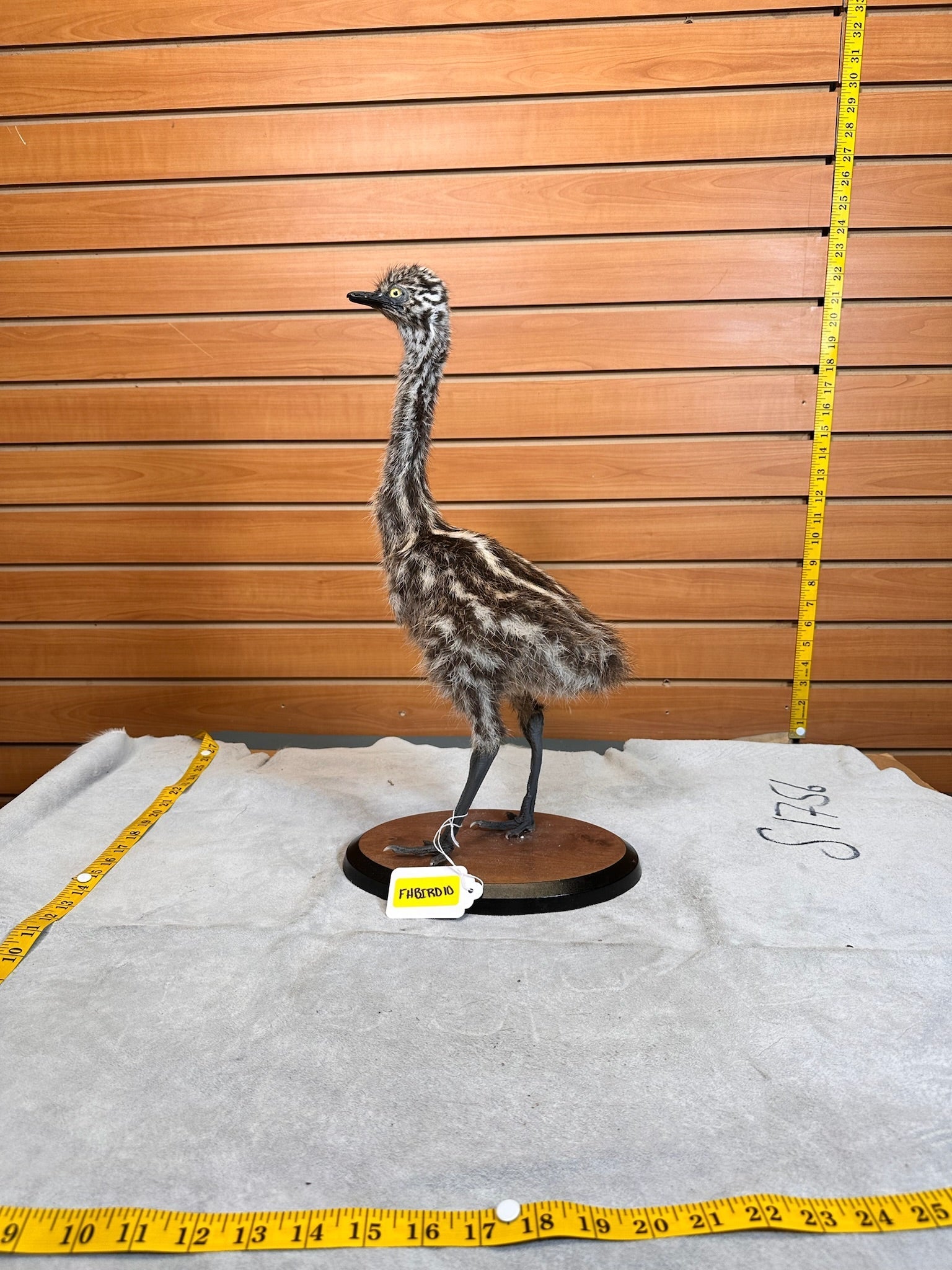 FHBIRD10- Emu bird taxidermy mount