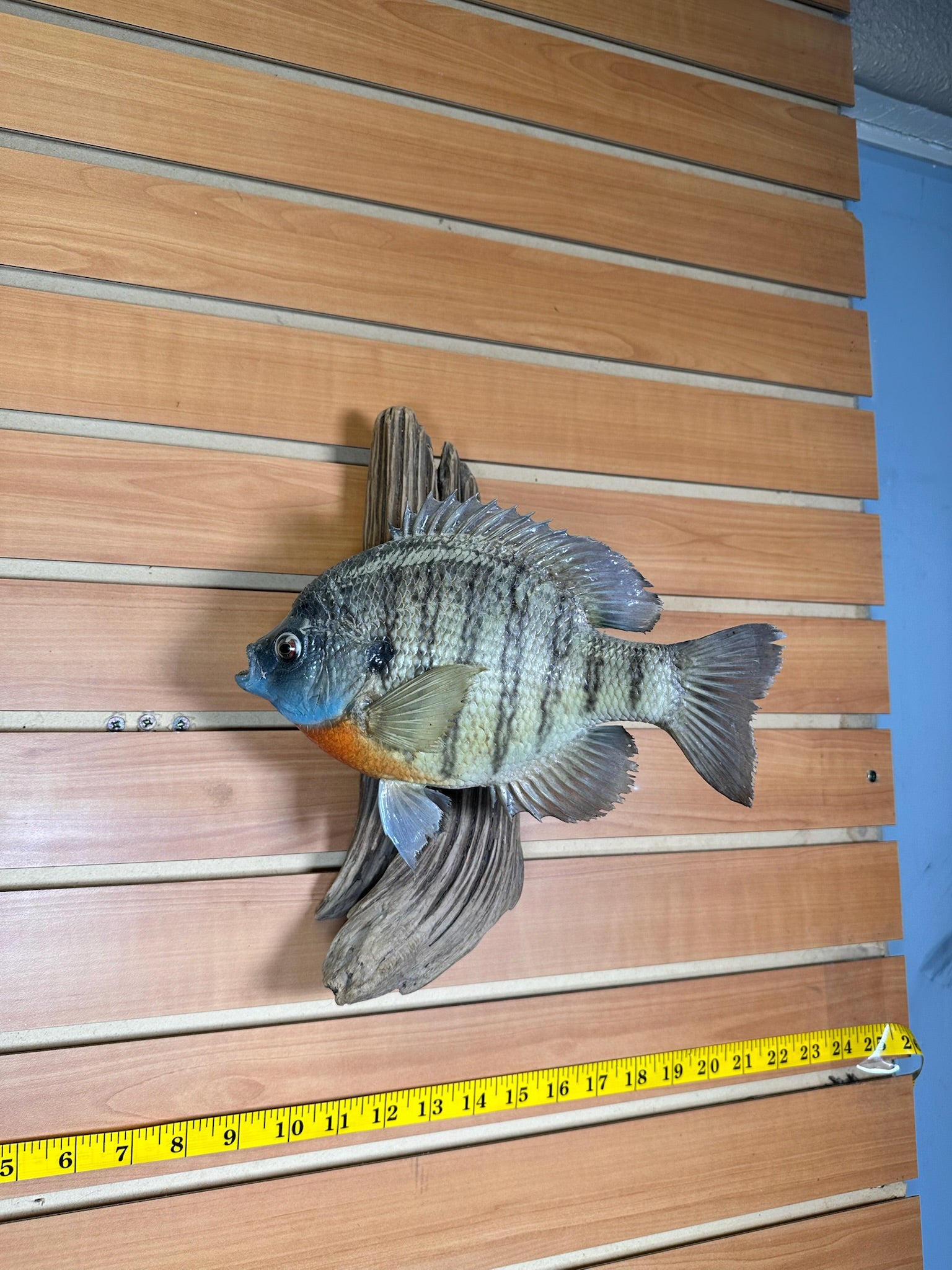 FHFISH13- Sunfish fish taxidermy mount