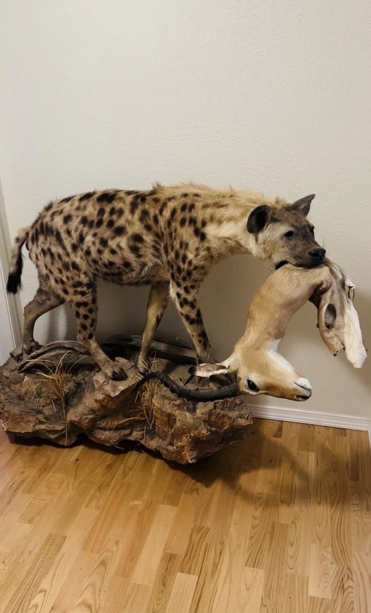 FH163-Spotted Hyena Life-Size Taxidermy African Safari With Prey
