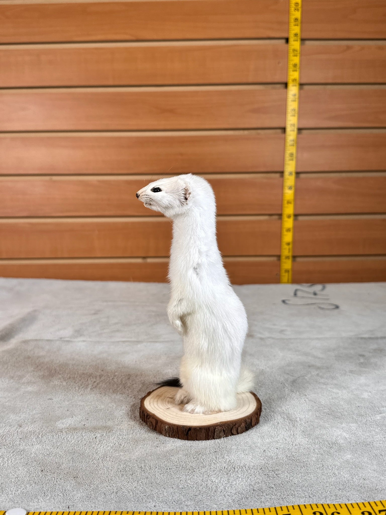 FHWEAS29 - Beautiful Adorable Weasel Ermine Small Animal Taxidermy