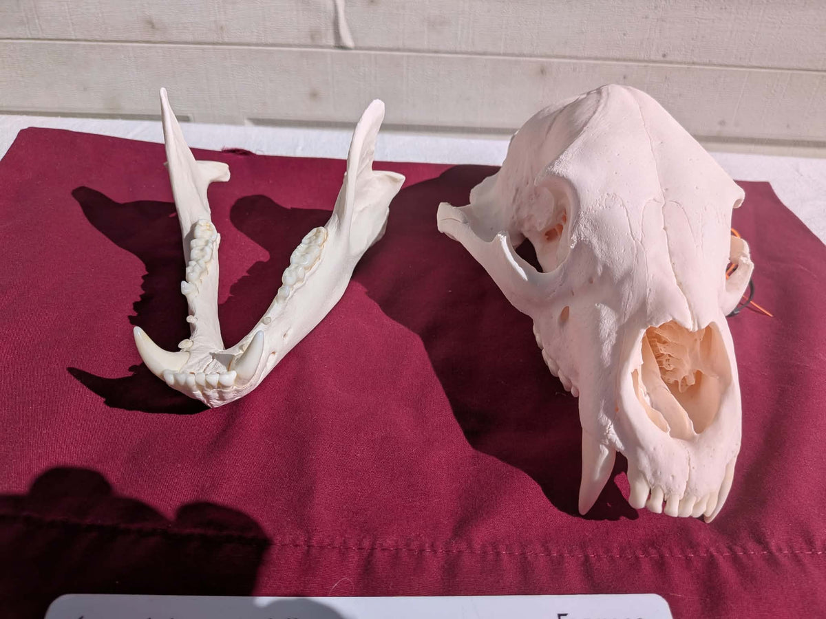 FHPAT237 -professionally cleaned black bear skull