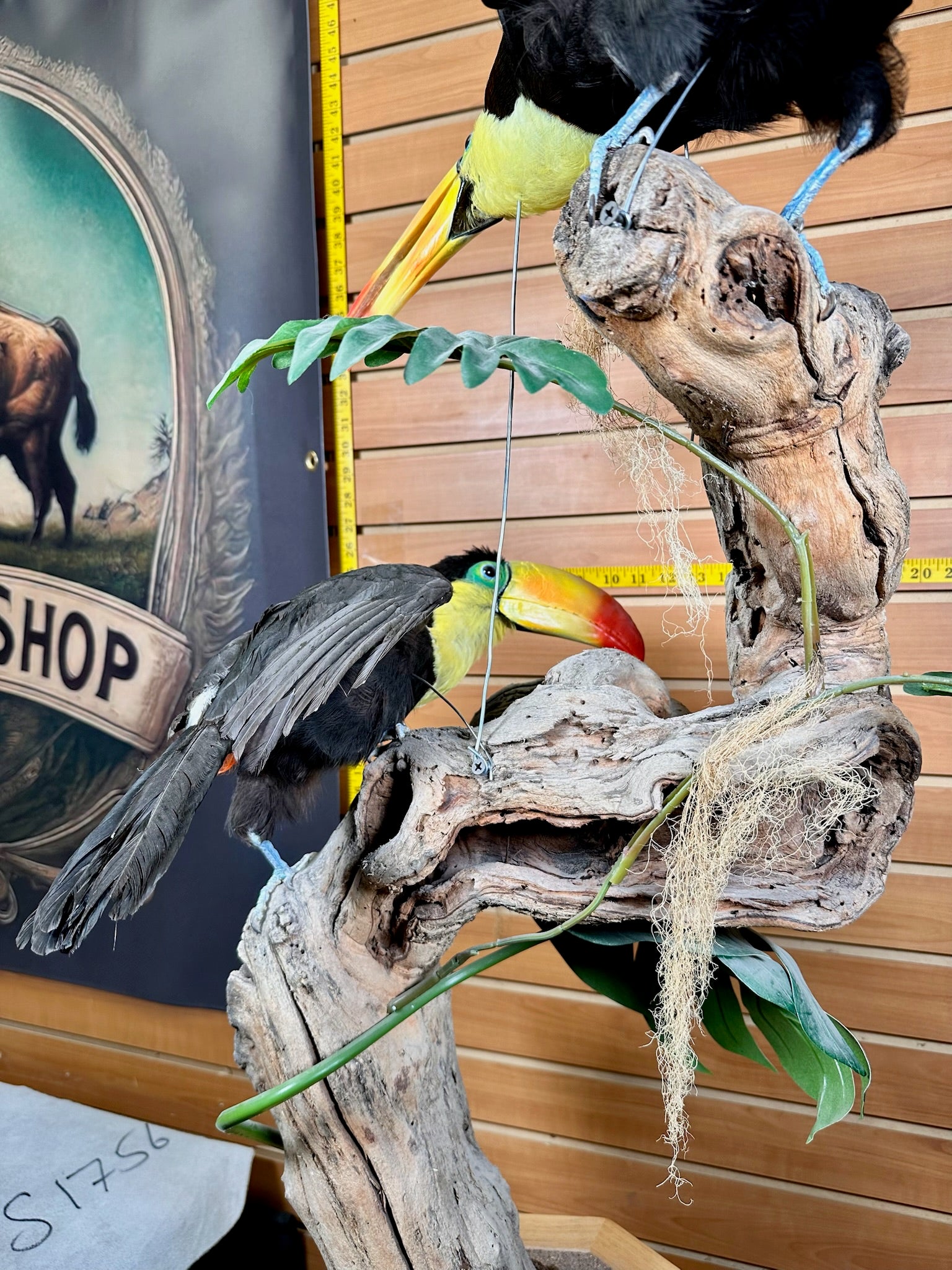 FH739-Keel billed toucans taxidermy mount - captive bred