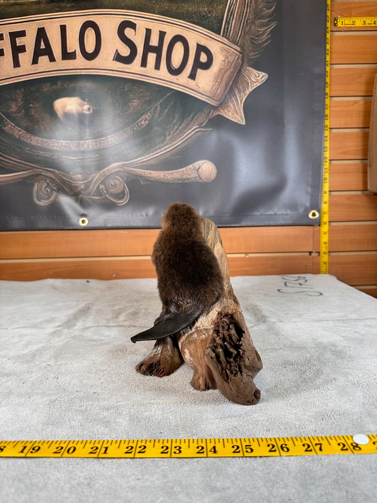 FHBEAV33- Beautiful Adorable baby beaver taxidermy mount