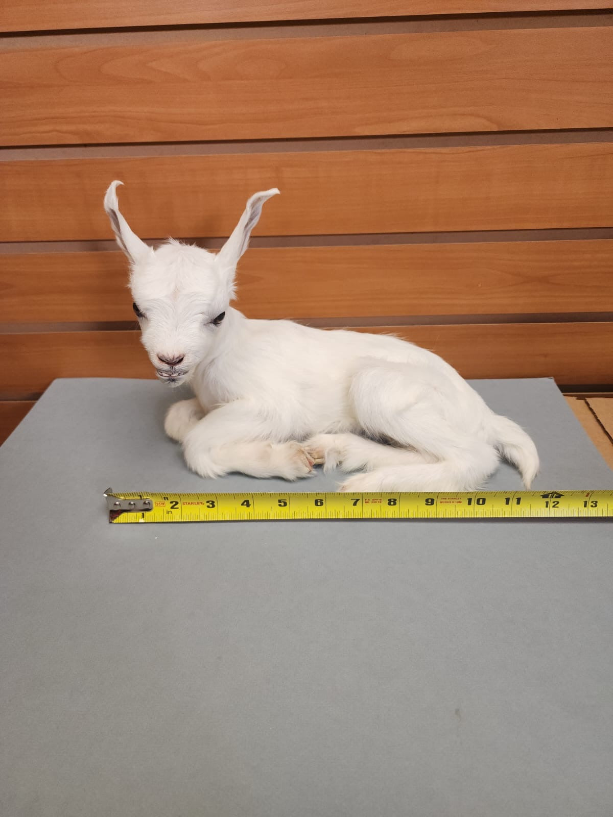FHGOAT17 - Baby goat tiny taxidermy mount free standing
