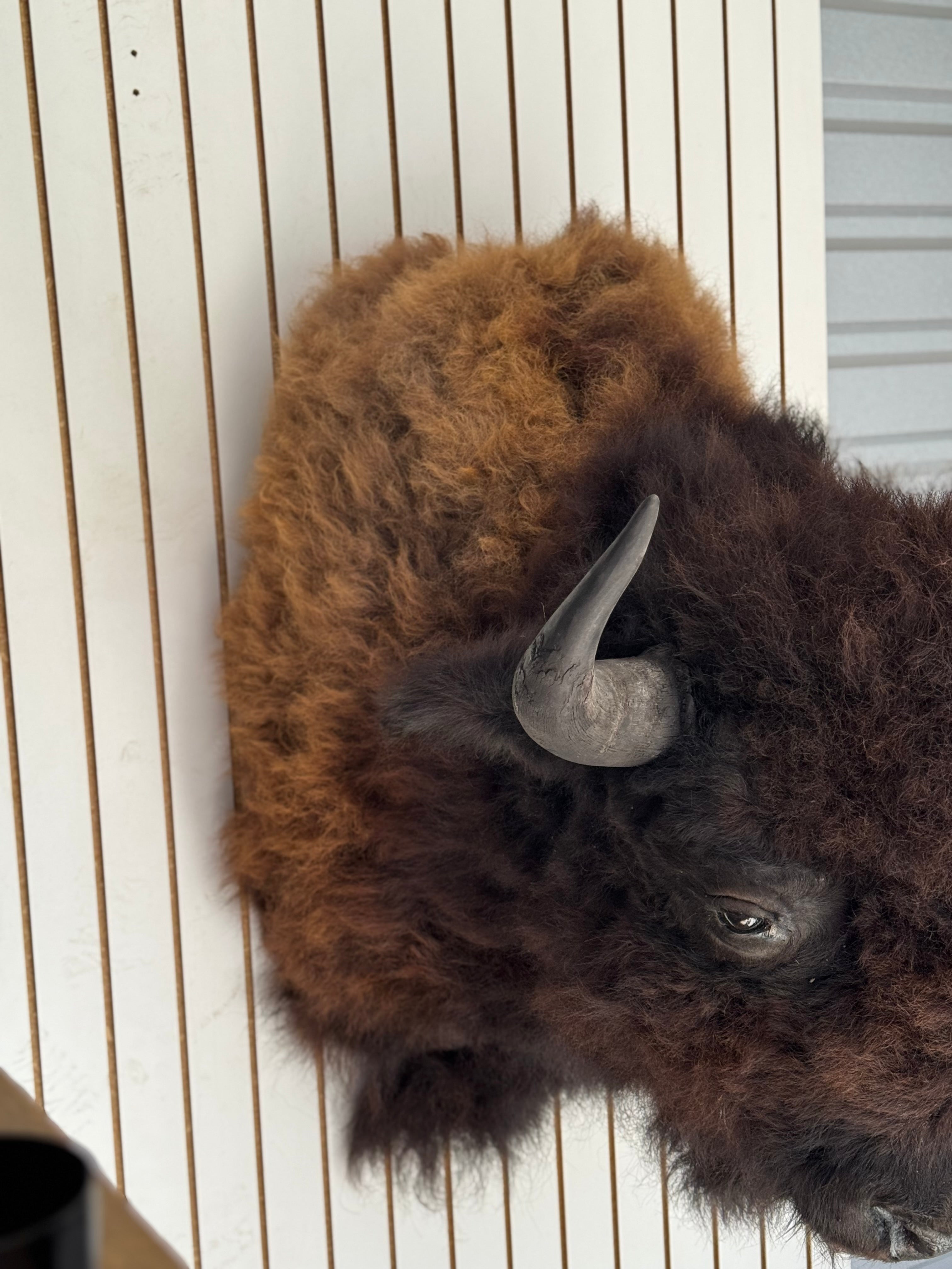 FHDAR352-XL Buffalo Taxidermy Shoulder mount Bull