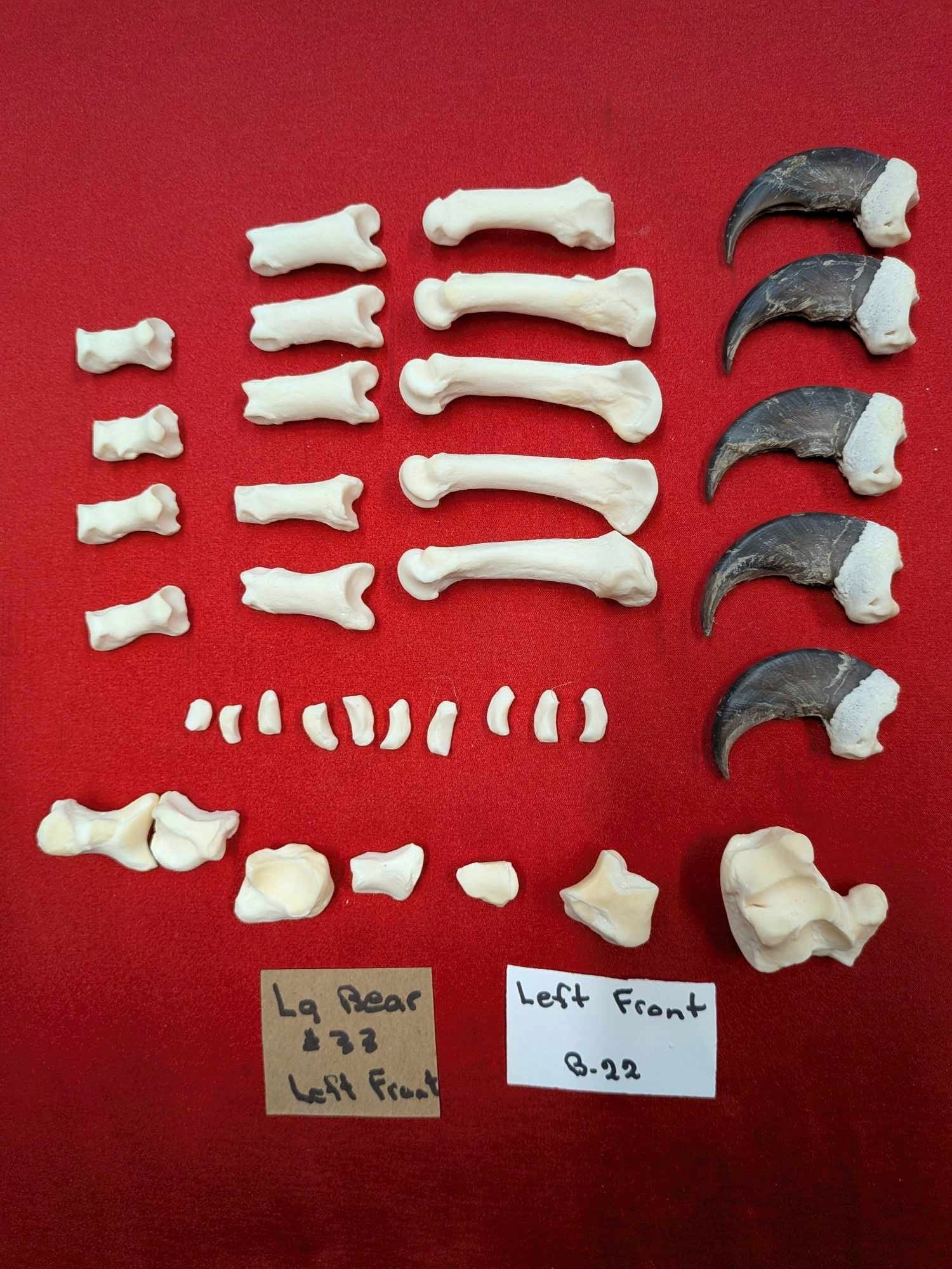 FHPAT556 - Black bear and Cougar paw full skeleton