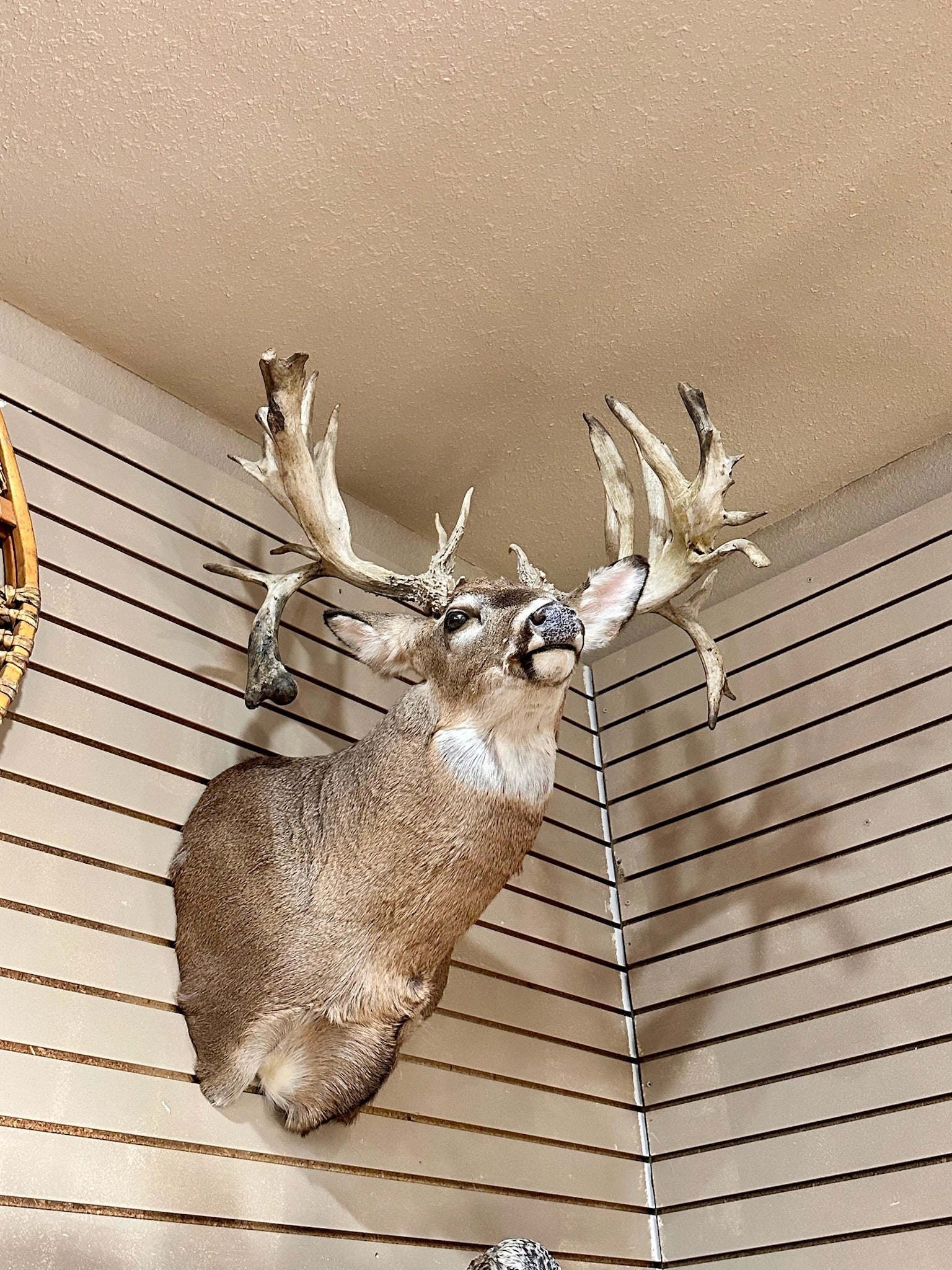 FH195- four whitetail taxidermy mounts