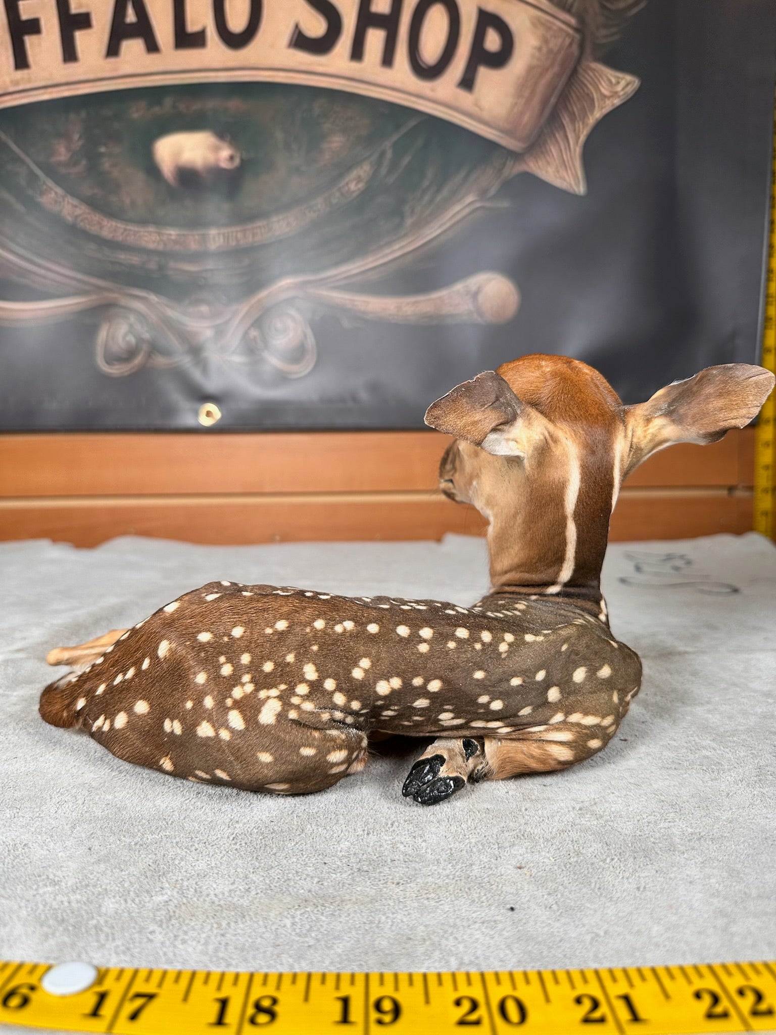FHDEER7- Baby Deer Fawn tiny taxidermy mount