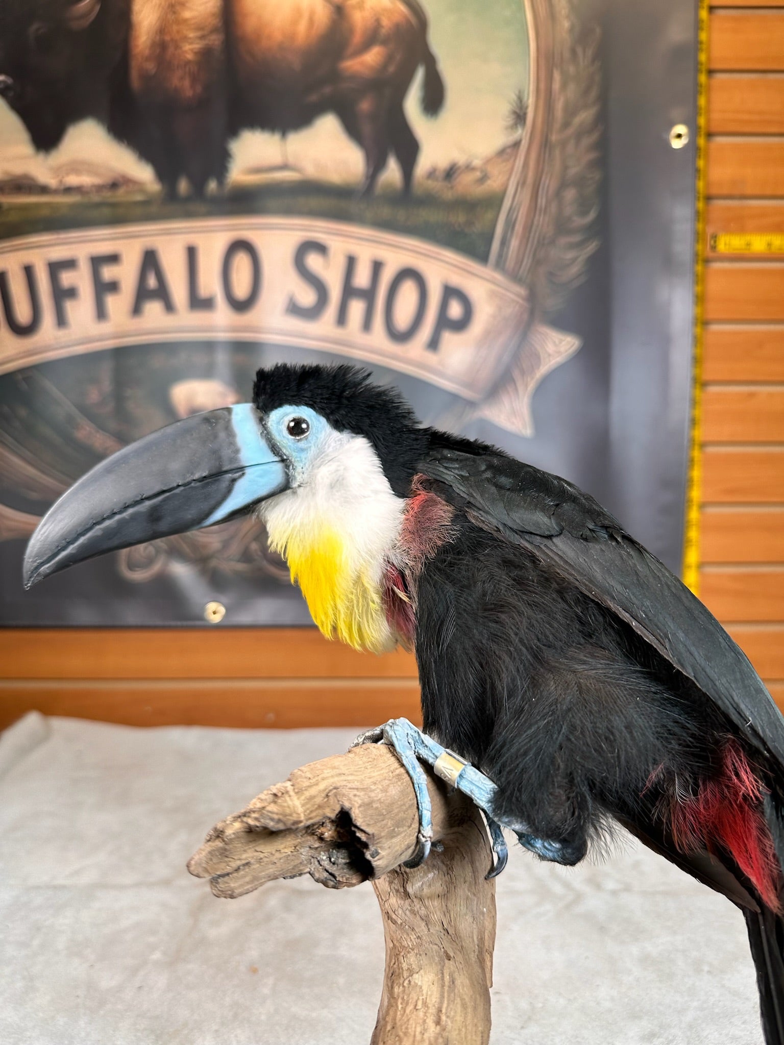 FHBIRD16-channel-billed toucan (Ramphastos vitellinus) Taxidermy Mount