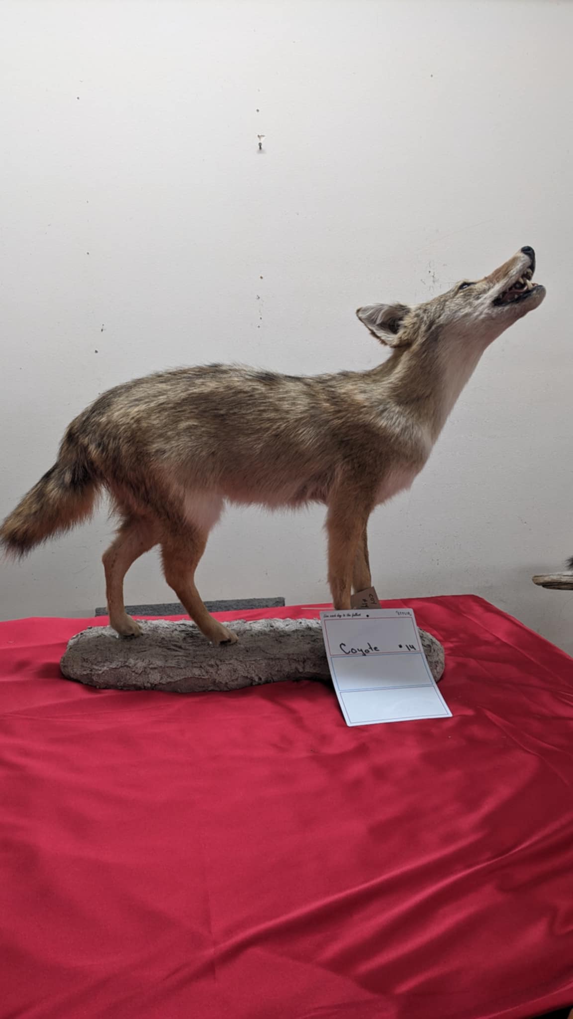 FHPAT9- howling coyote taxidermy mount