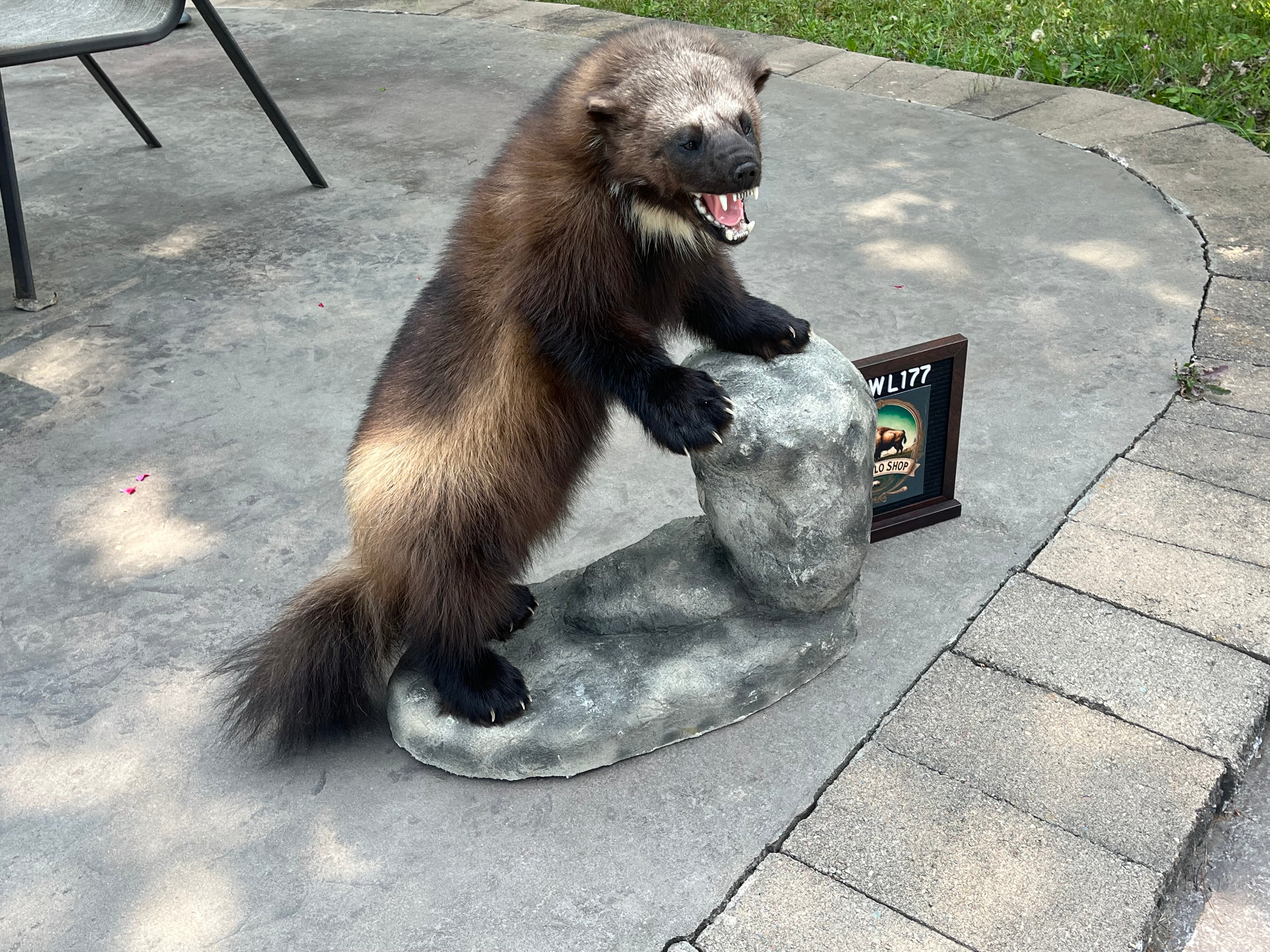 FHWL177 - Beautiful Aggressive Alaskan Wolverine Prime Fur Taxidermy Mount