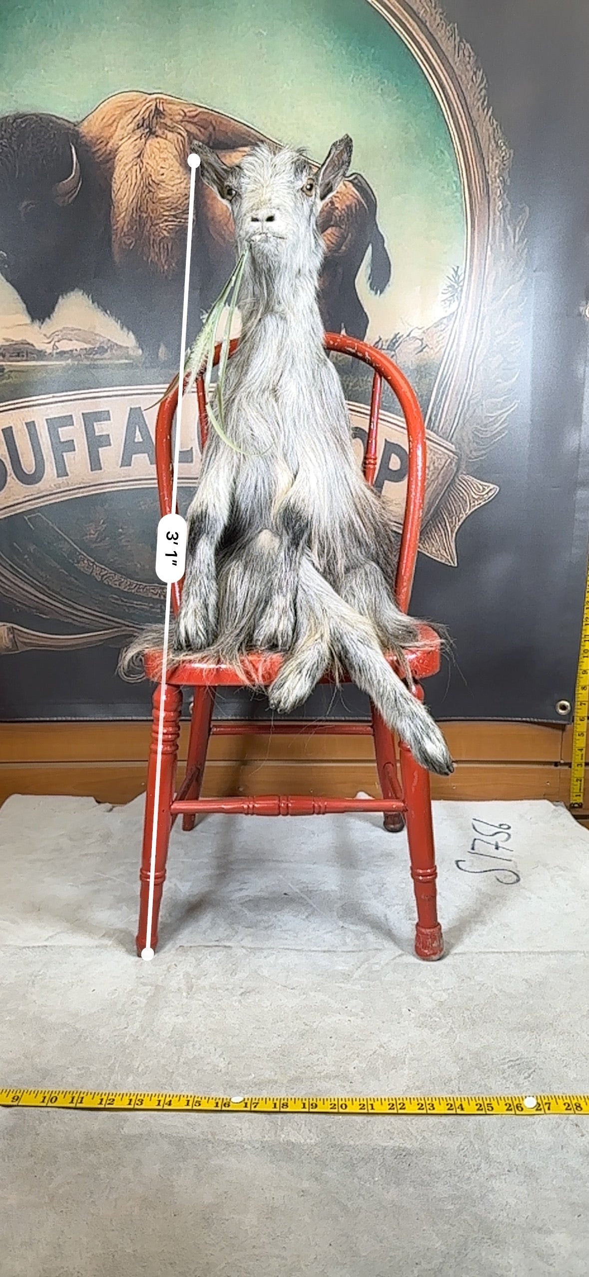 FHGOAT63- beautiful goat taxidermy mount sitting on chair