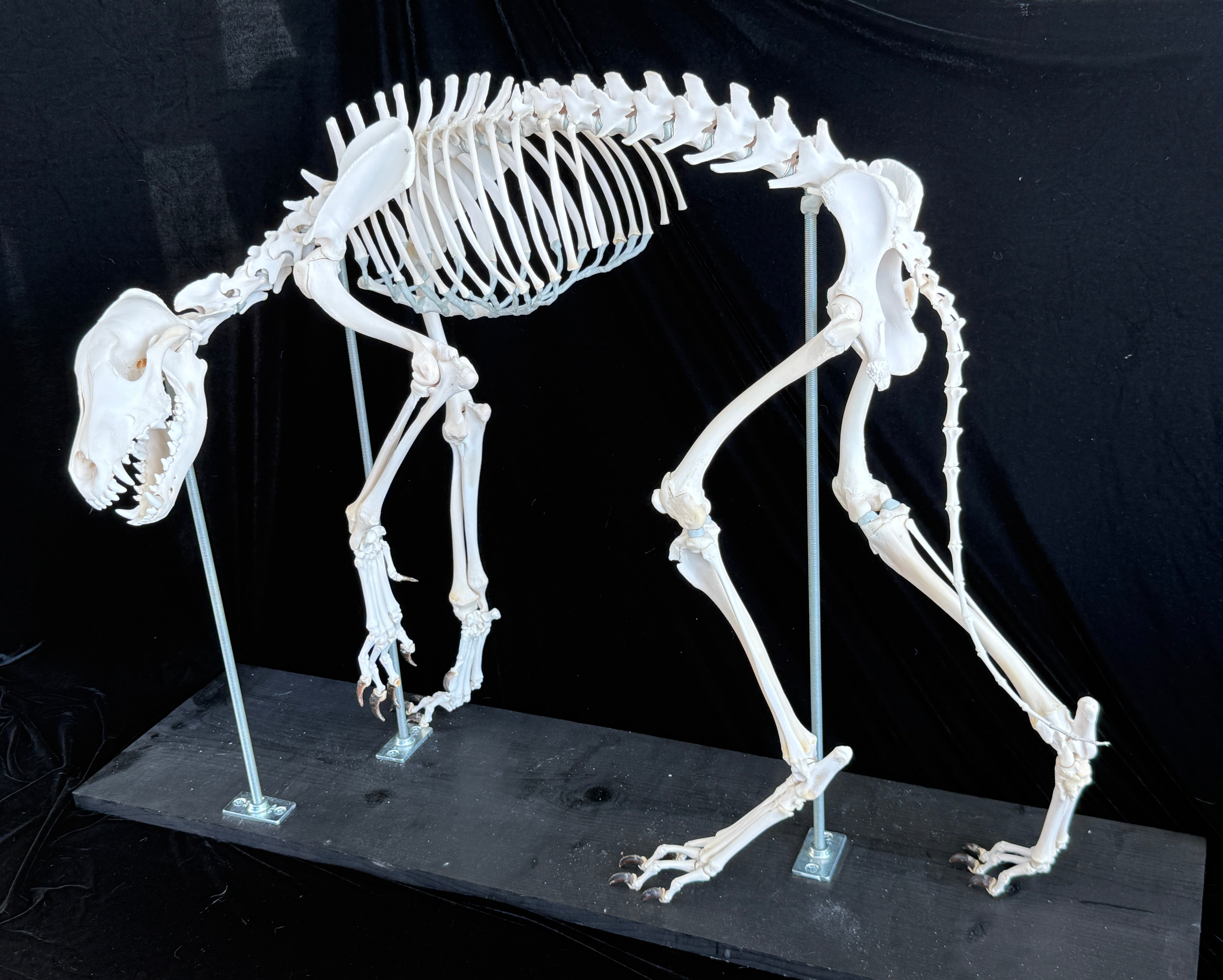 FHDA1 - Real Alaskan Wolf Articulated Skeleton taxidermy