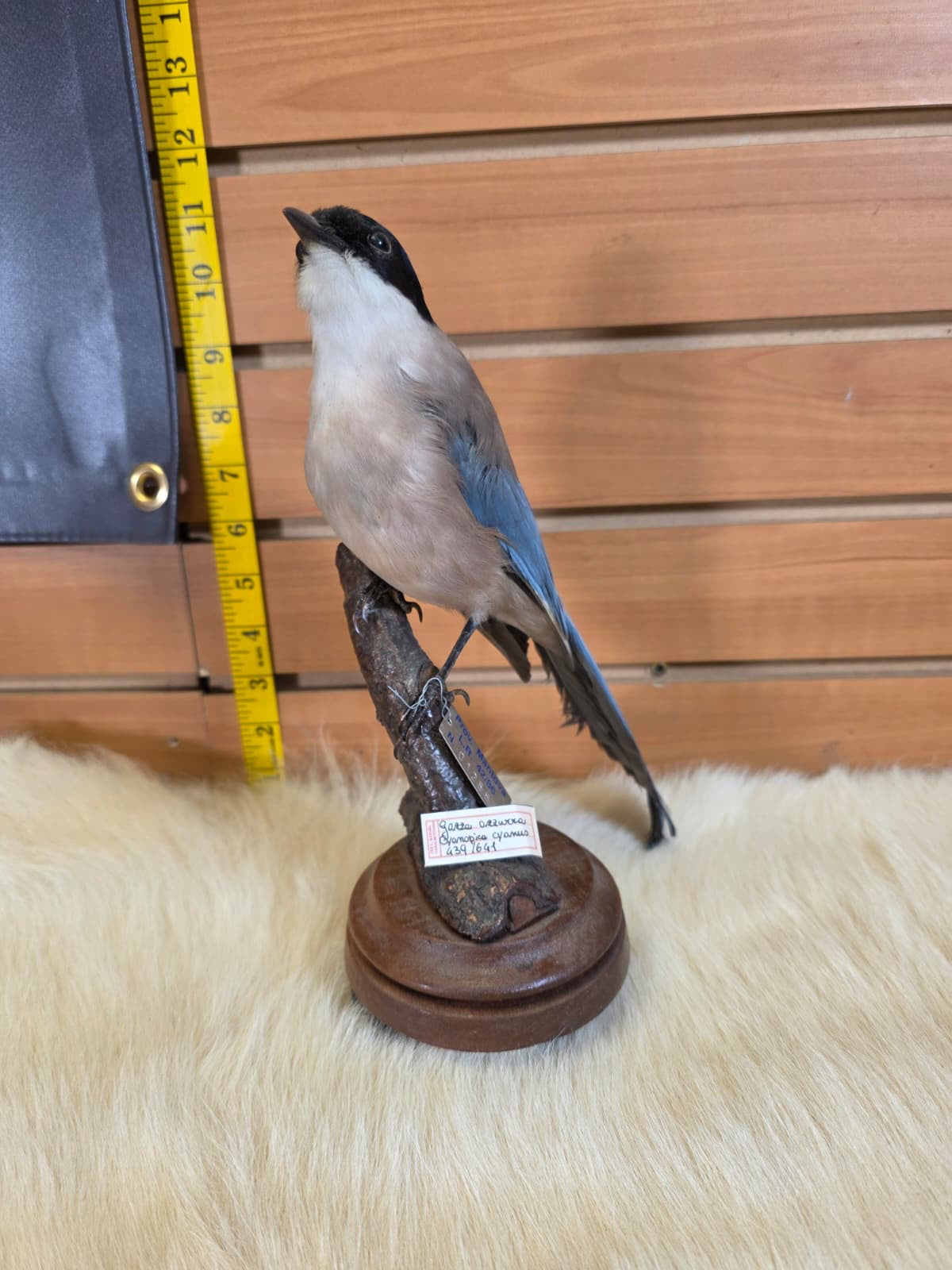 JF2 - Azure Winged Magpie taxidermy bird mount