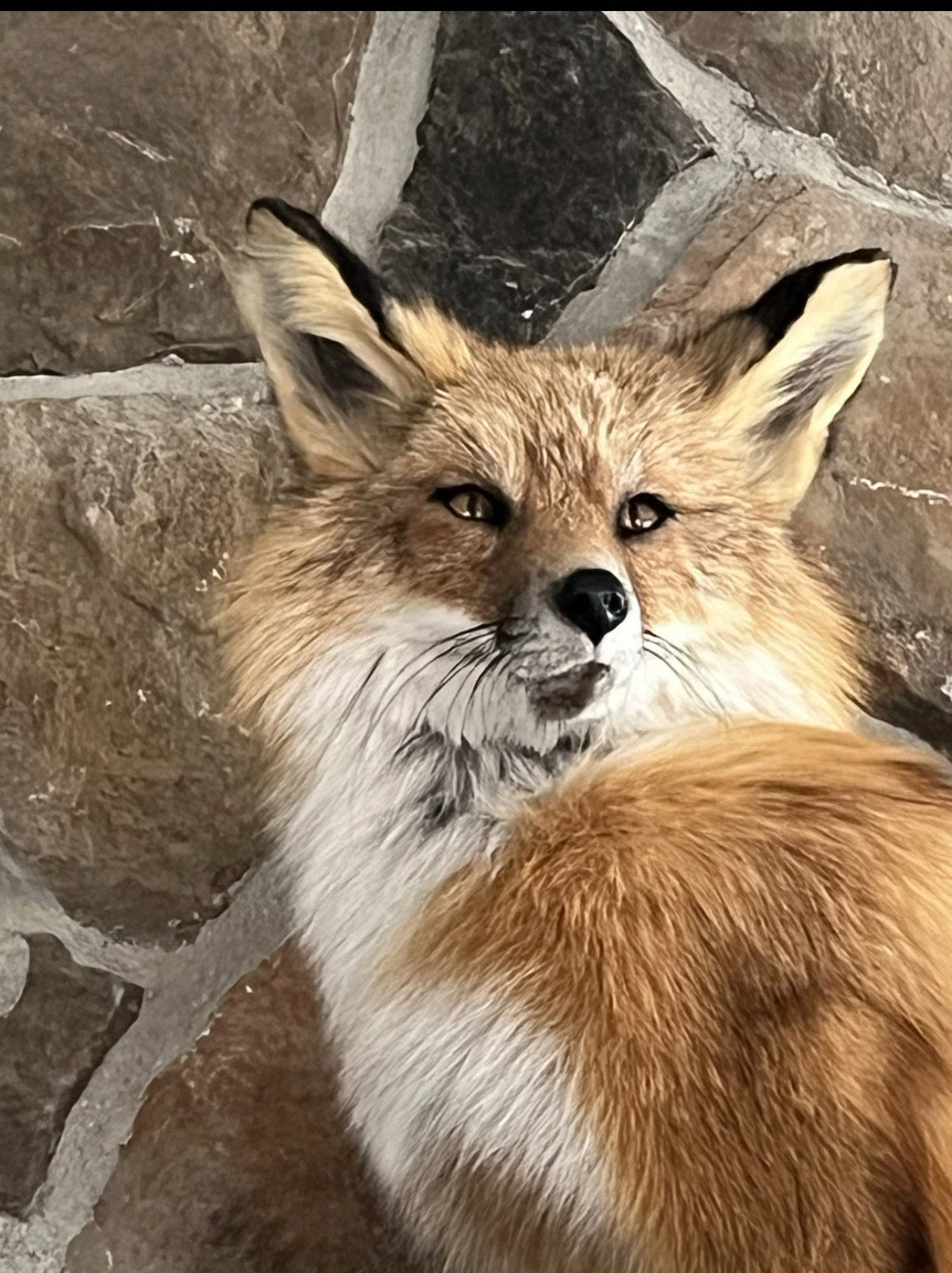 FHWASH1-Red Fox Taxidermy Full Body Mount Cabin Camp Man Cave Home Office Den Decor NEW!