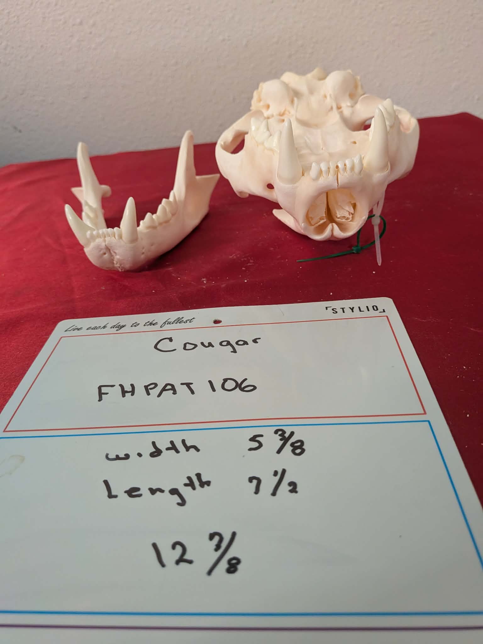 FHPAT106 -professionally cleaned cougar skull