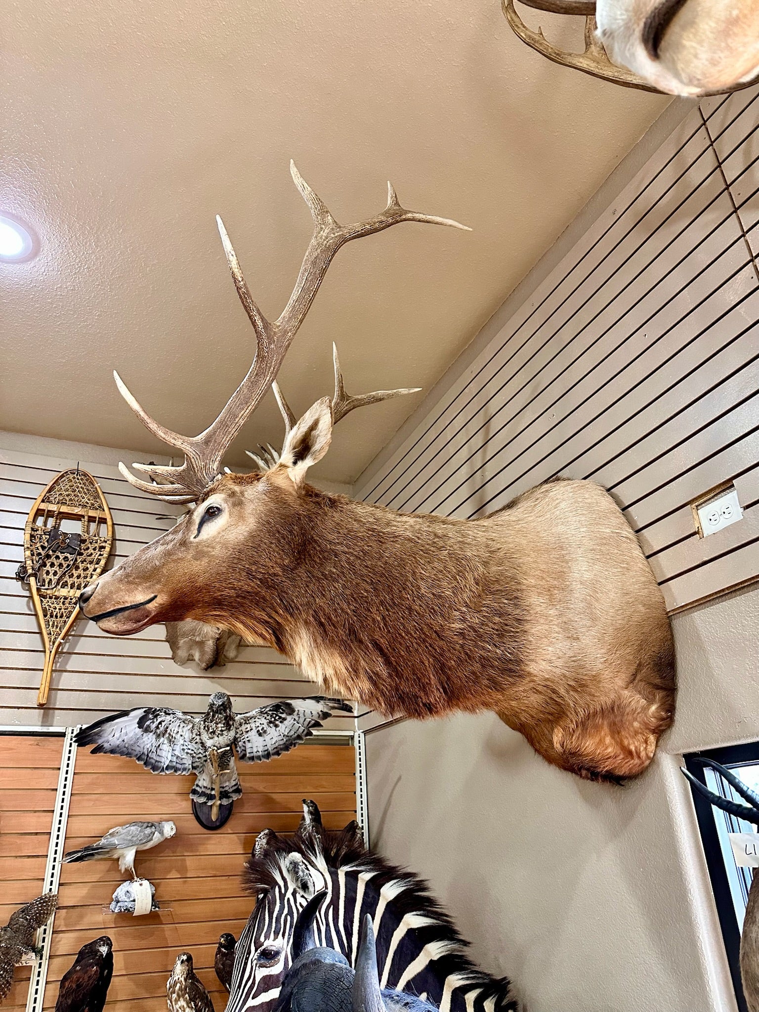 FH194- Beautiful Elk taxidermy mount