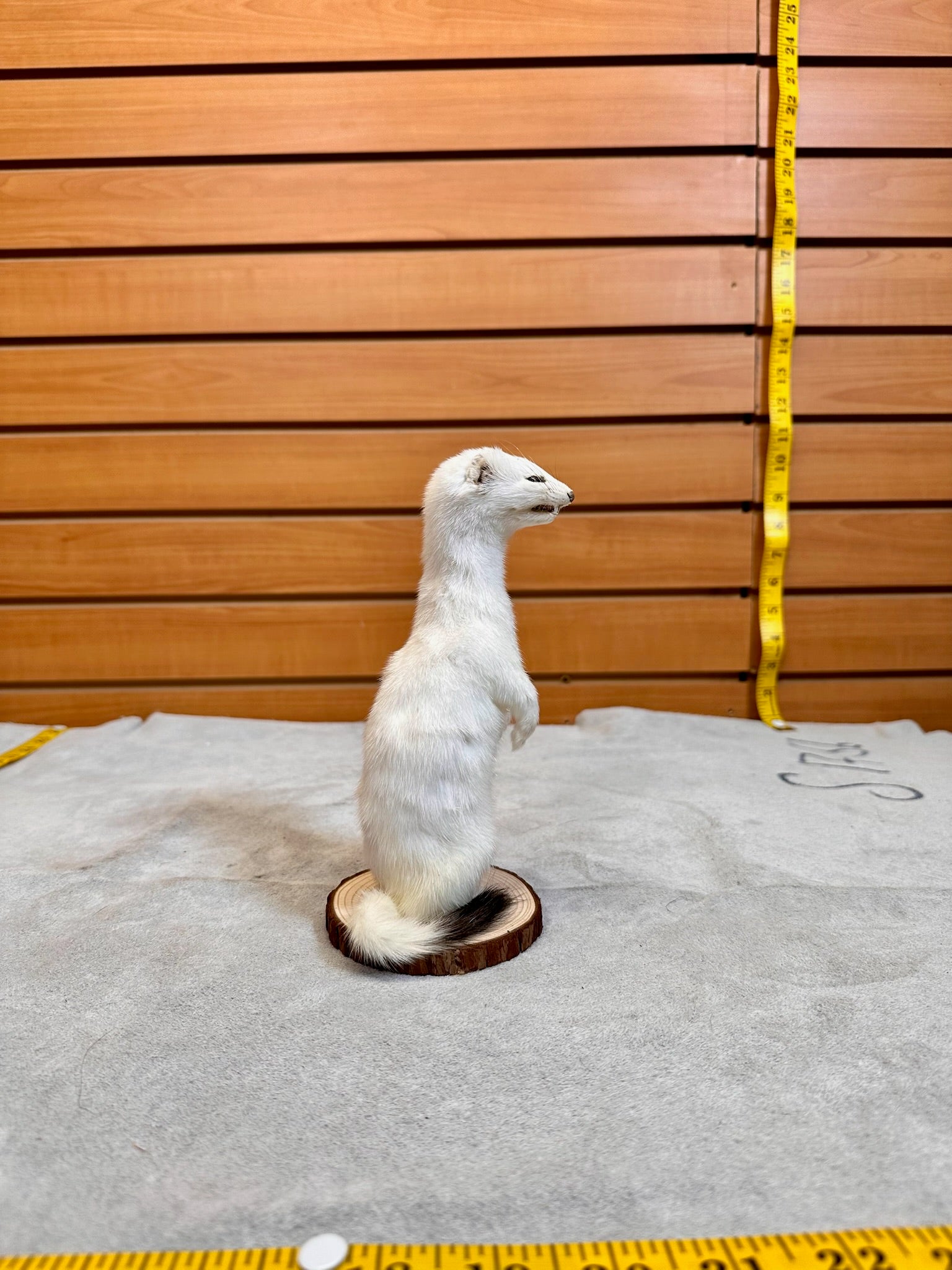 FHWEAS19- Beautiful Adorable Weasel Ermine Small Animal Taxidermy