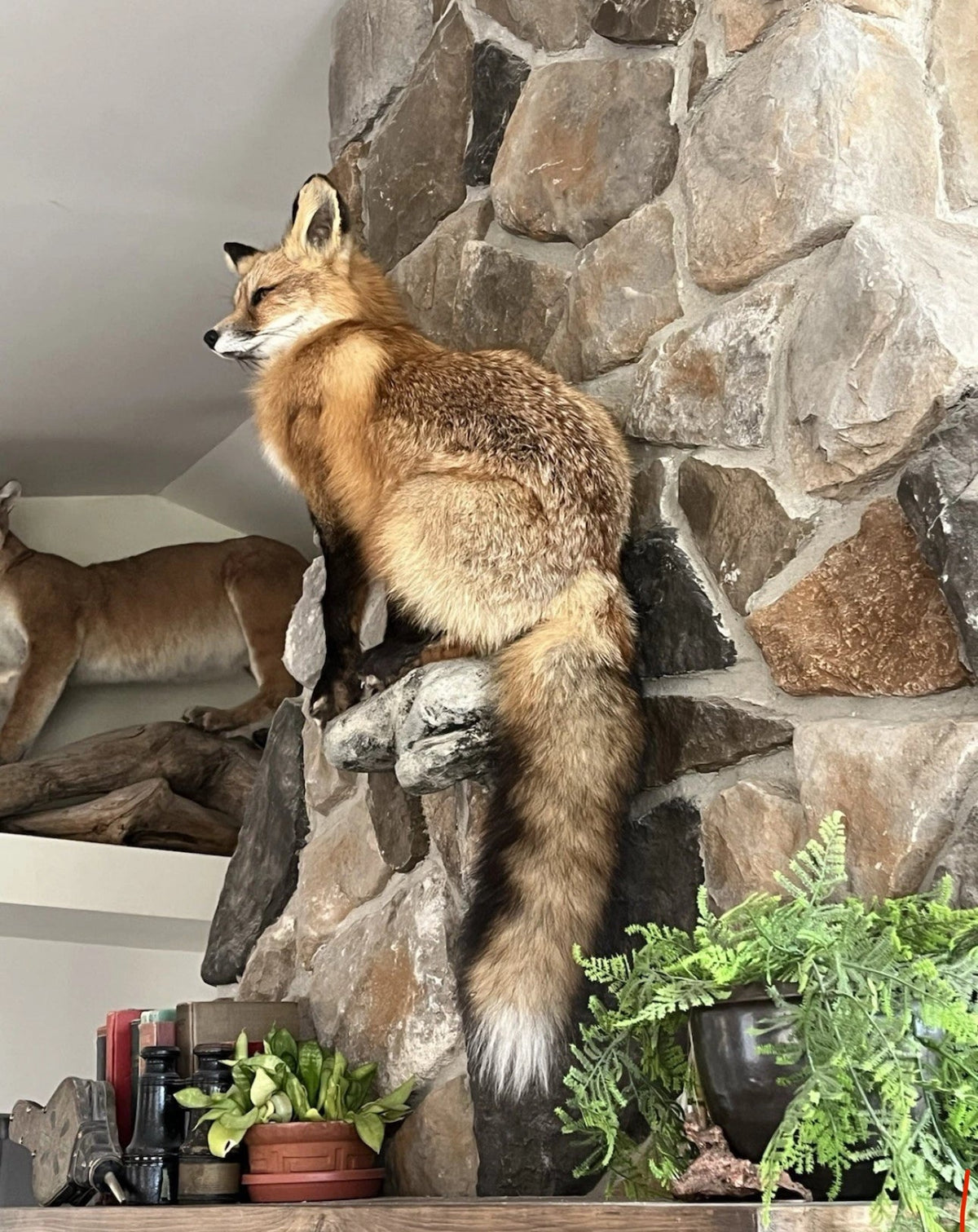 FHWASH1-Red Fox Taxidermy Full Body Mount Cabin Camp Man Cave Home Office Den Decor NEW!