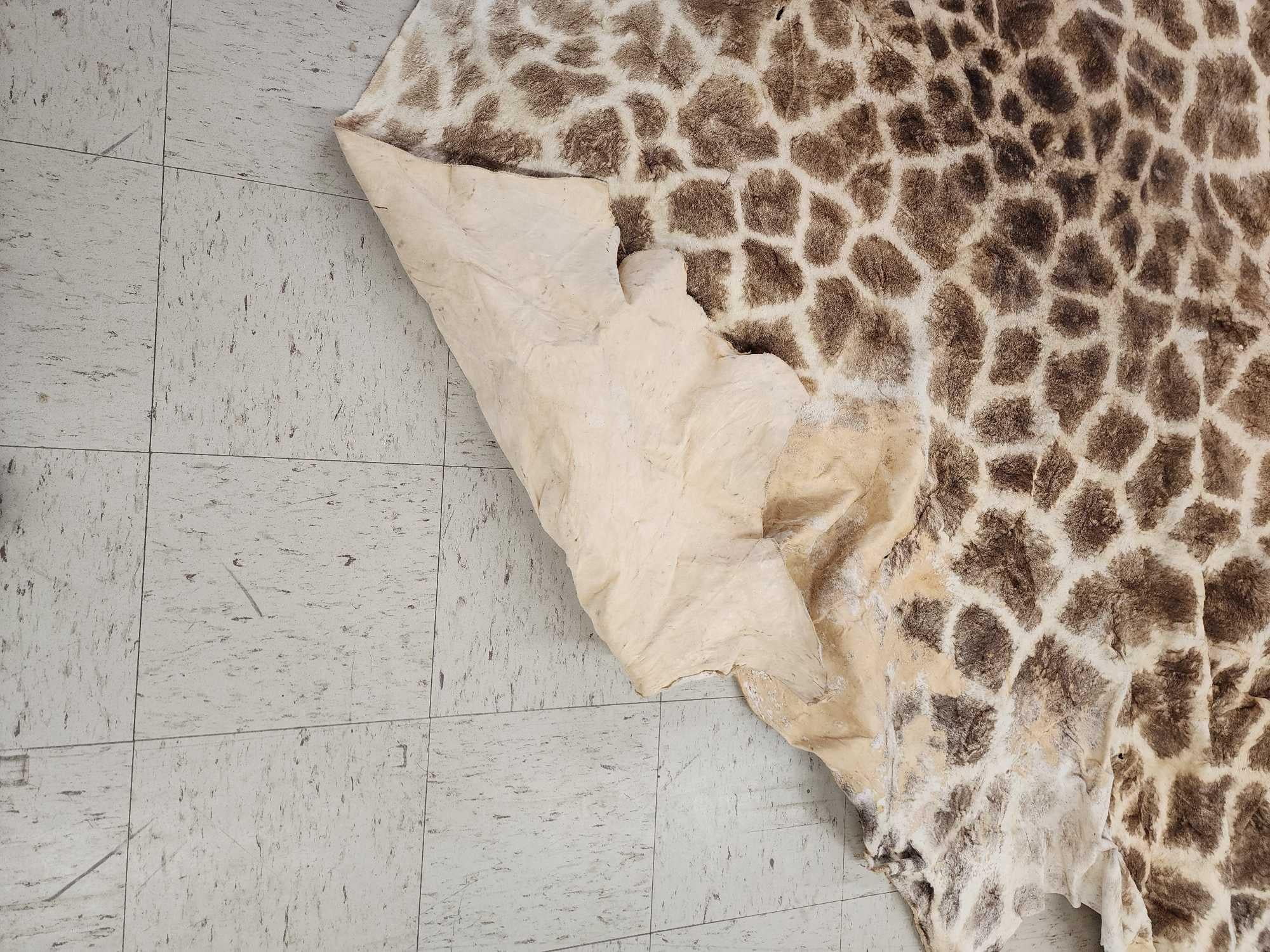 FHGIRAF1- Big Giraffe Tanned Skin Taxidermy